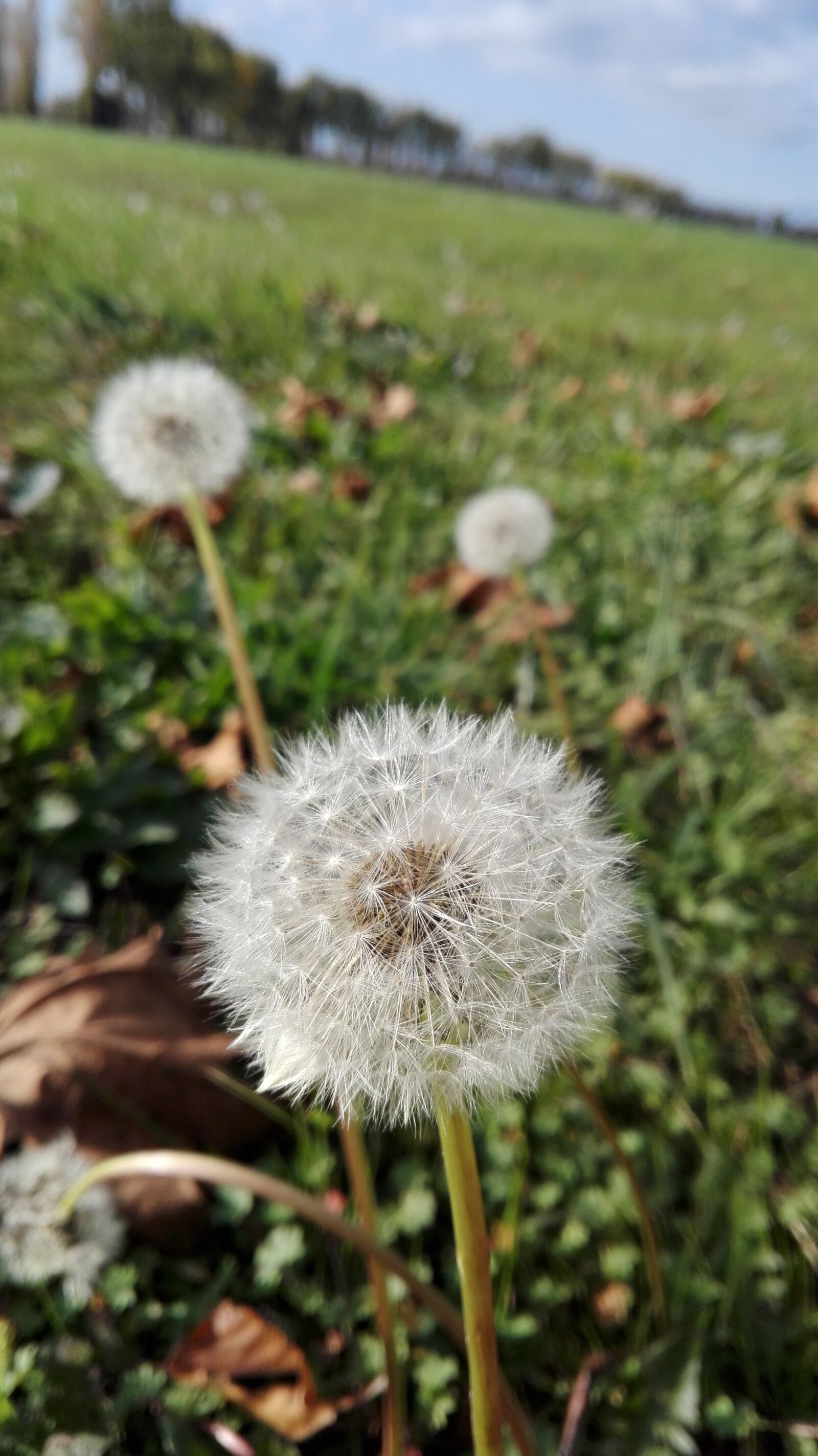 HUAWEI P8 Lite sample photo. Dente di leone, prato photography