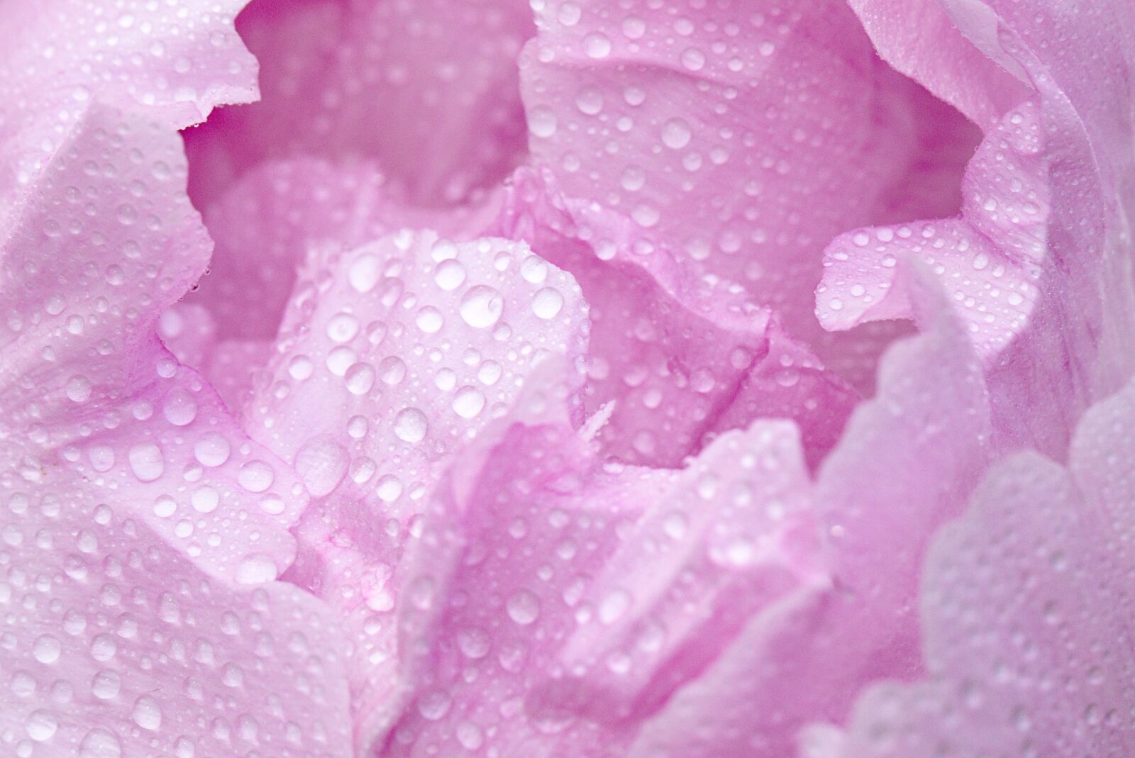 Canon EOS M5 sample photo. Pink, peony, macro photography