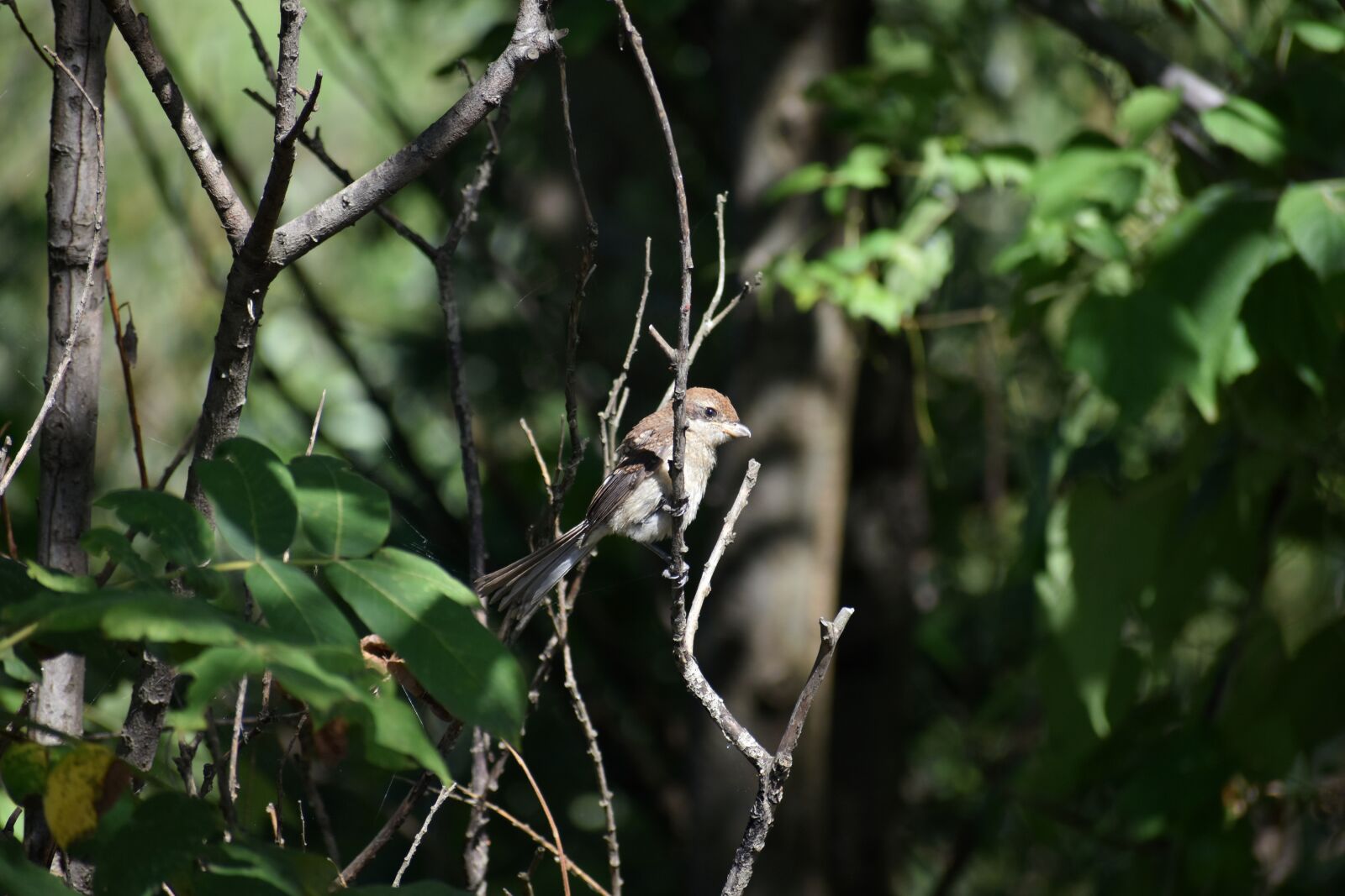 Nikon D7200 sample photo. Animal, forest, wood photography
