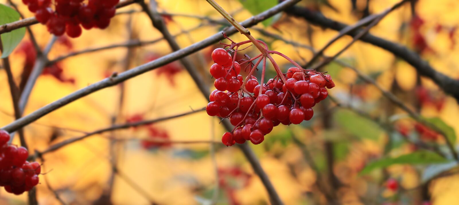 Canon EOS 80D sample photo. Berries, bush, red photography