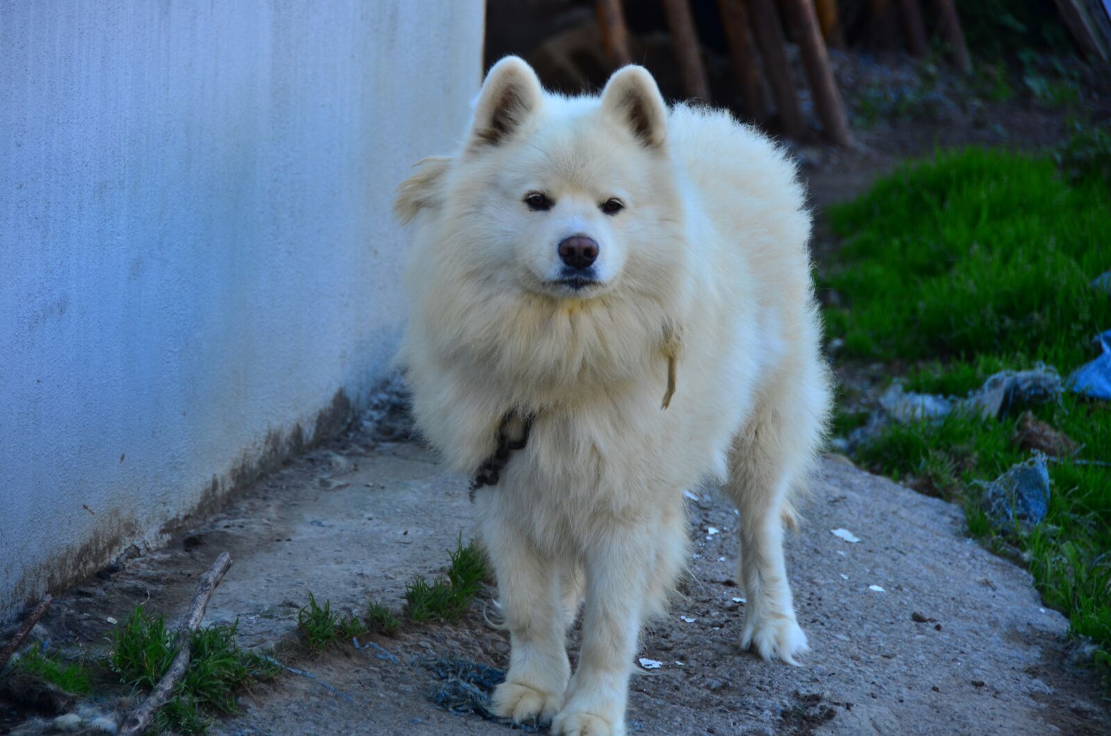 Nikon D7000 sample photo. Dog, can, animals photography