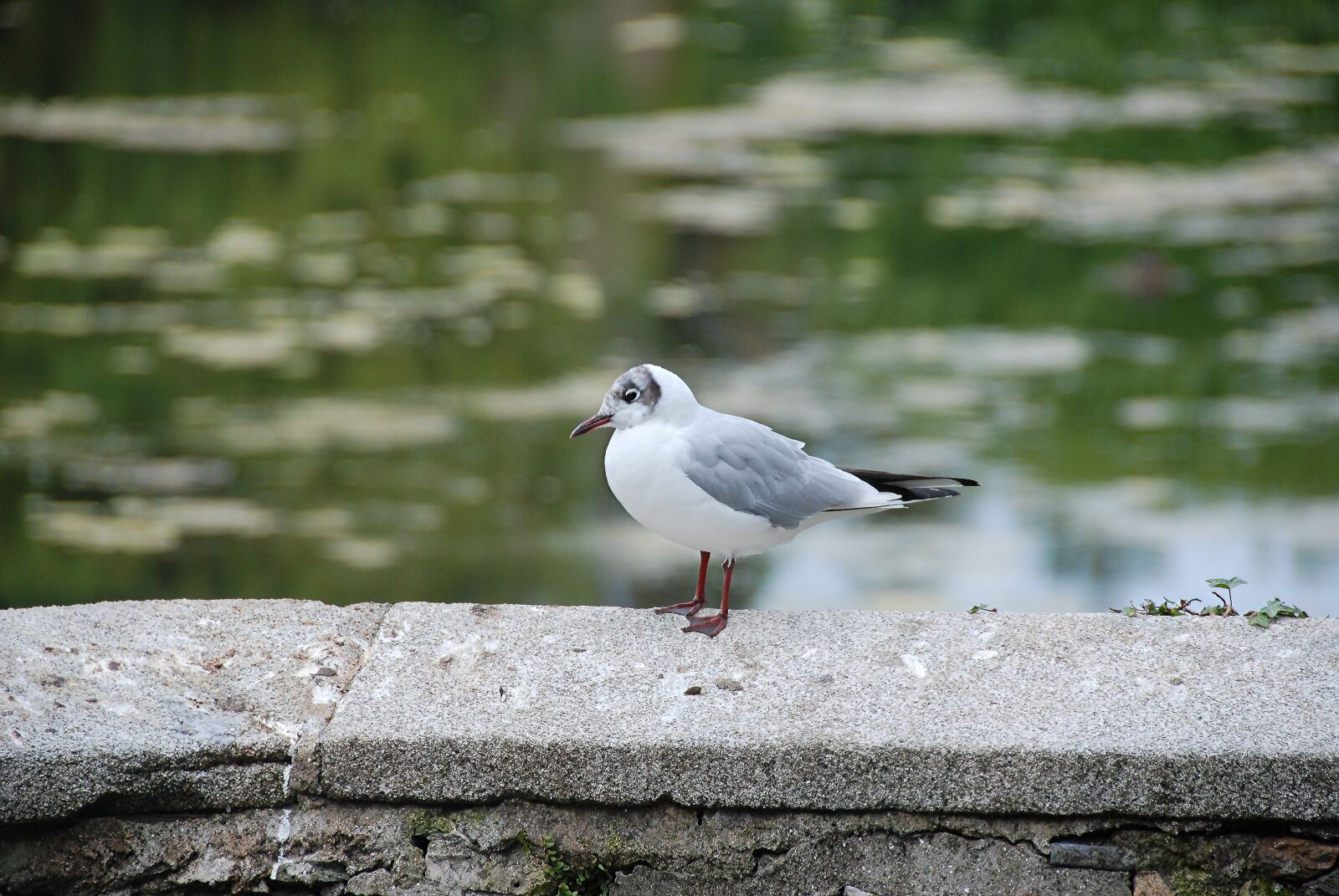 Nikon D80 sample photo. Seagull, water bird, bird photography