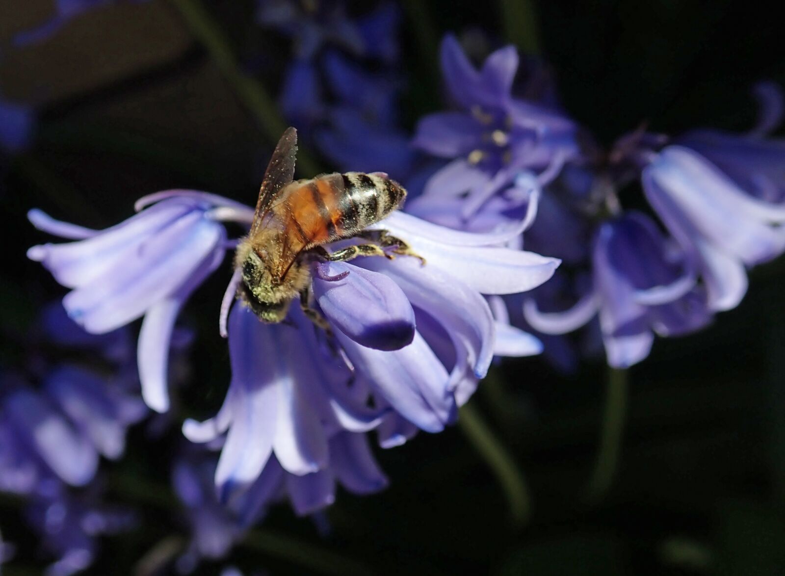 Olympus TG-5 sample photo. Bluebell, flower, bee photography