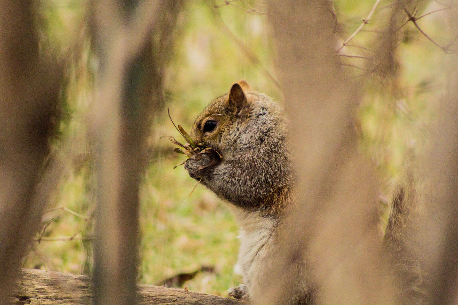 Canon EF 75-300mm f/4-5.6 sample photo. Animal, cute, outdoors, rodent photography