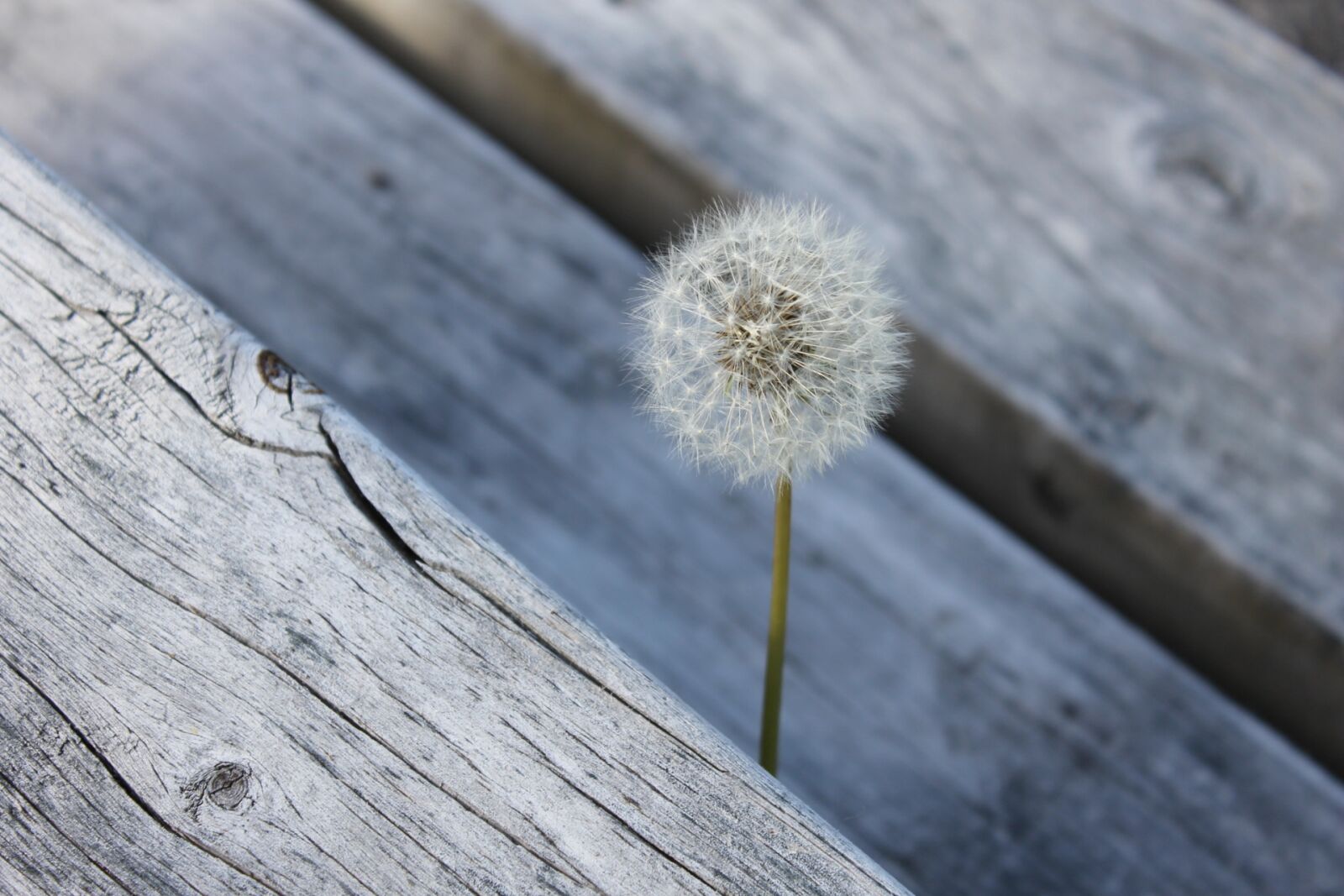 Canon EOS 1100D (EOS Rebel T3 / EOS Kiss X50) sample photo. Nature, dandelion, weed photography