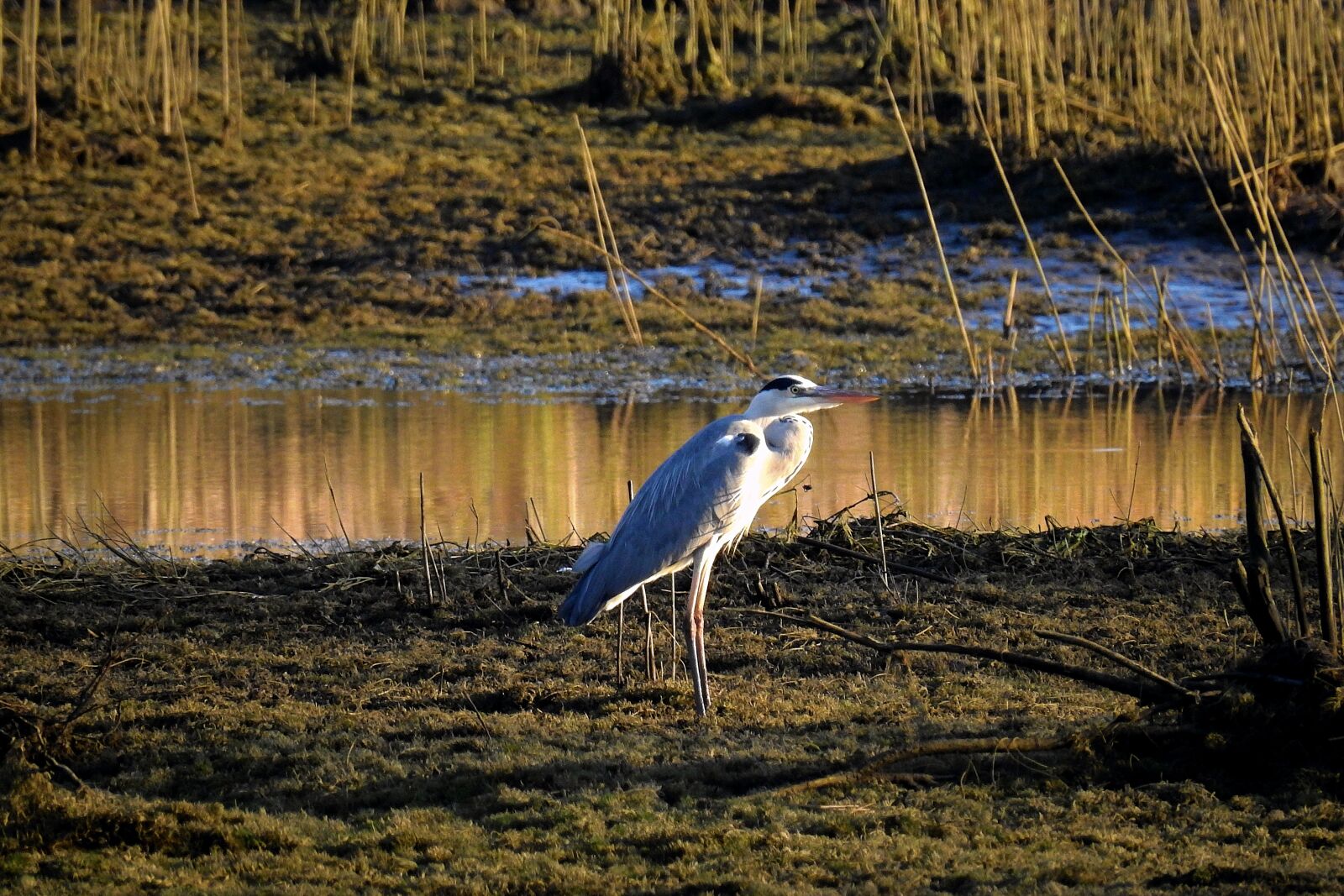 Nikon Coolpix P900 sample photo. Heron, bird, joints photography