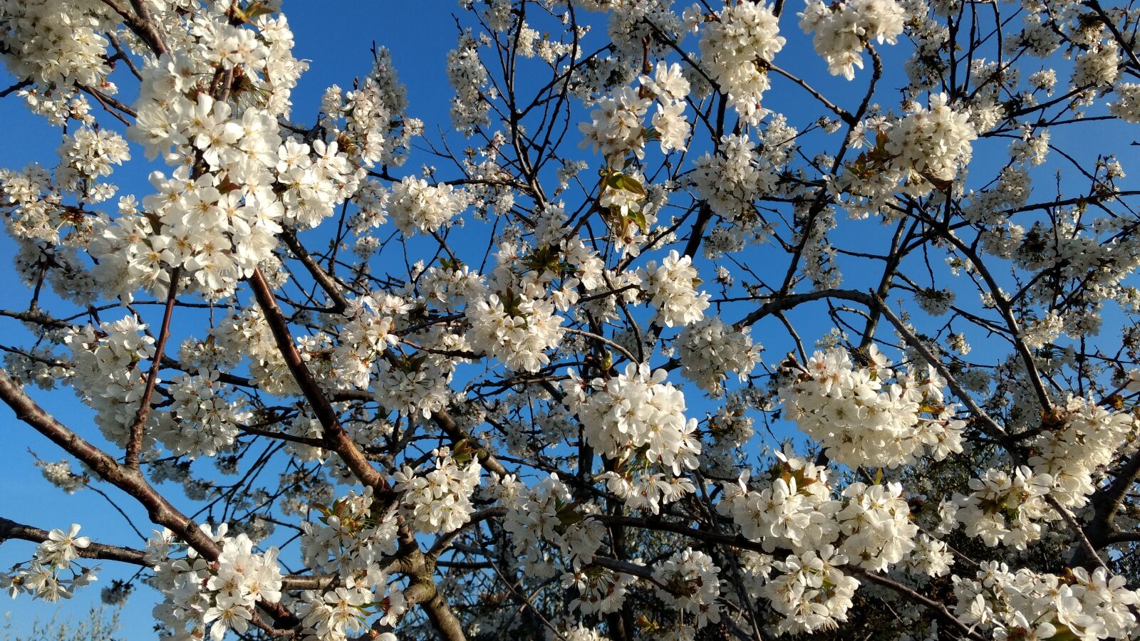 Motorola Moto G (4) sample photo. Blue, ciliegio, fiori, flowers photography