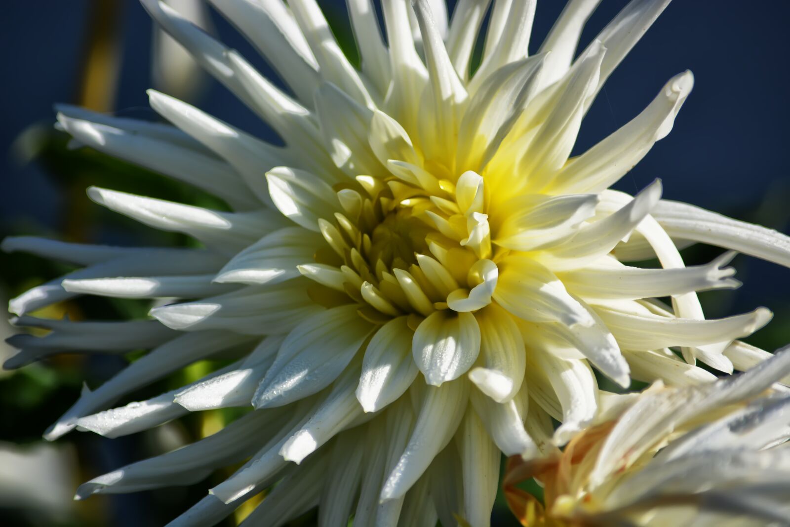 Nikon D5200 sample photo. Dahlia, flowers, garden photography