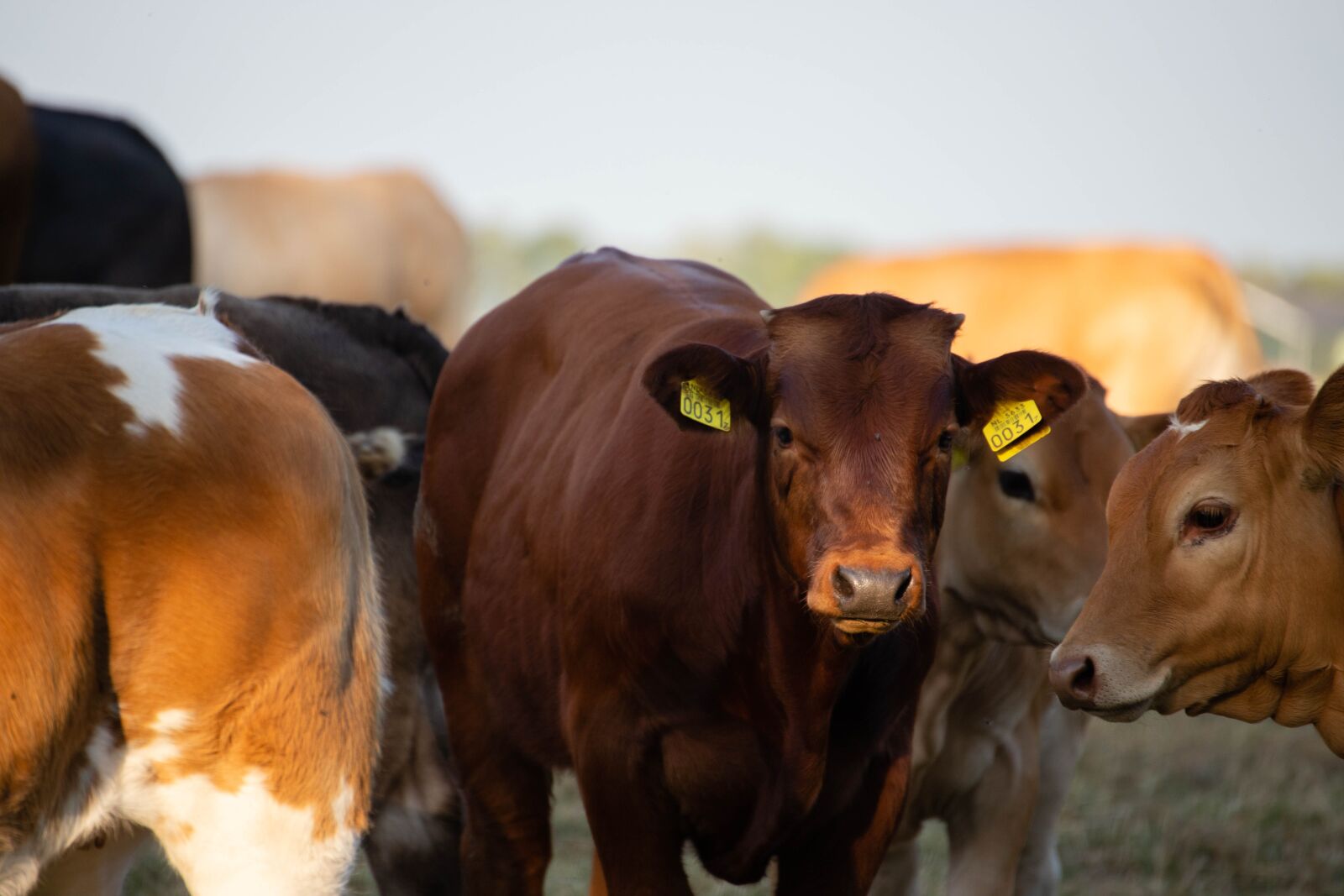 Canon EOS 6D Mark II sample photo. Cows, cattle, meadow photography
