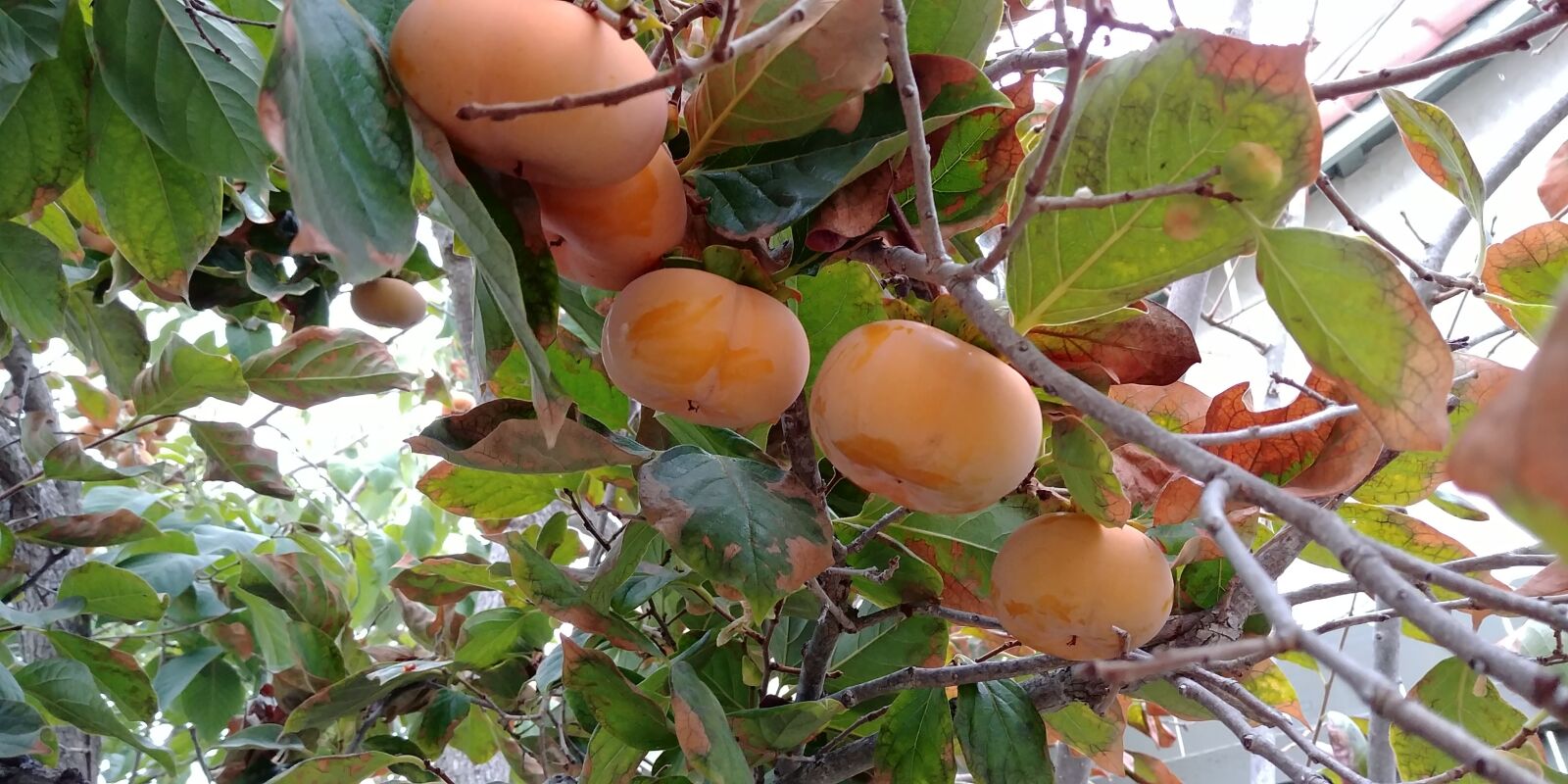 LG G6 sample photo. Persimmons, fall, fruit photography