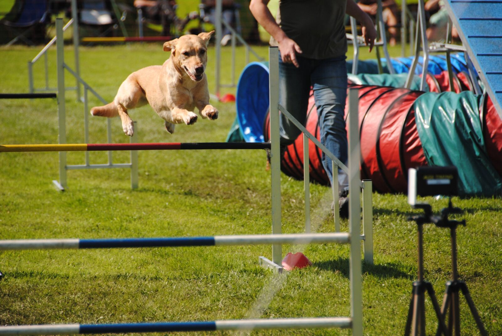 Nikon D3000 sample photo. Dogs, agility, jump photography