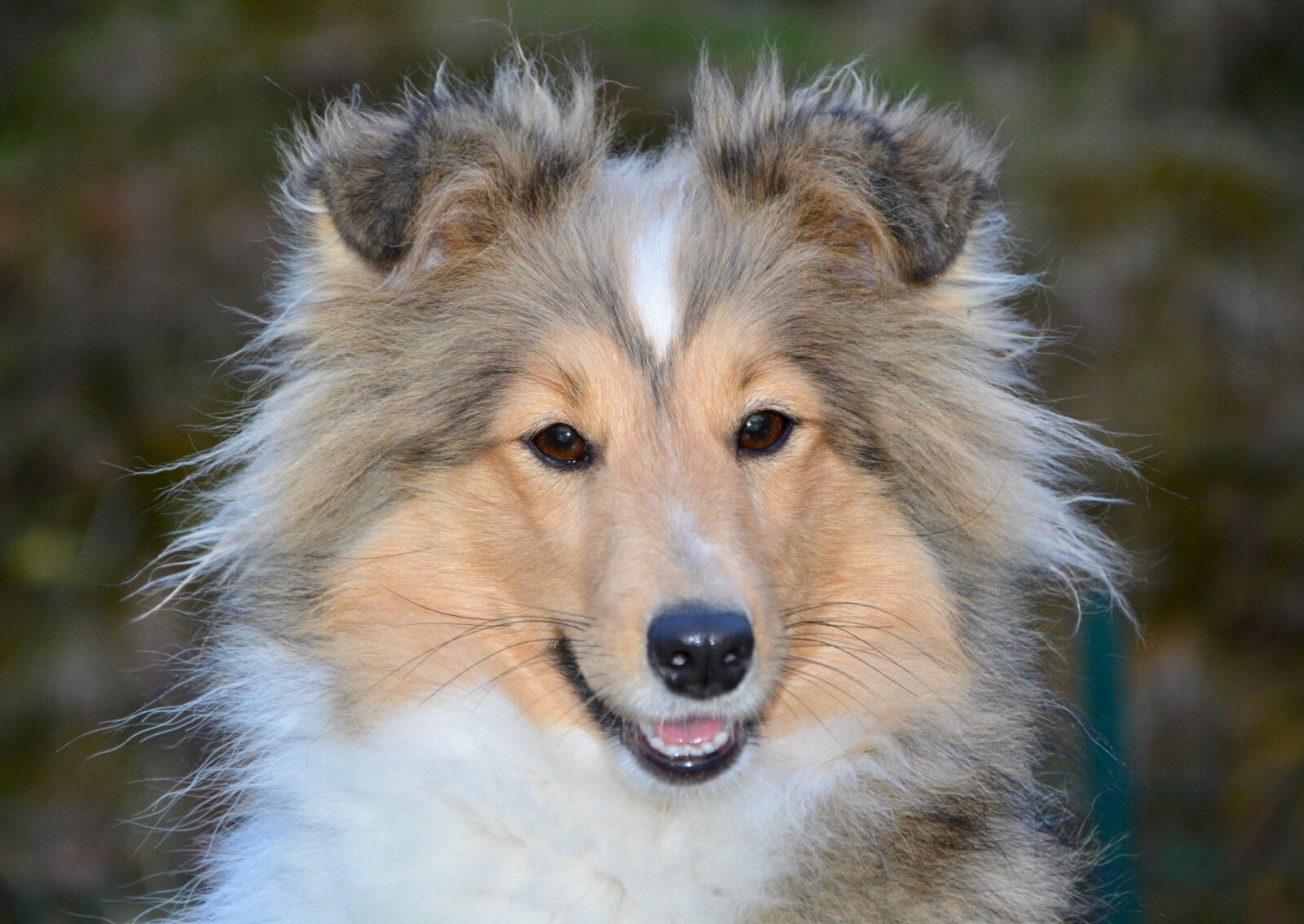 Nikon D5200 sample photo. Dog, bitch, shetland sheepdog photography