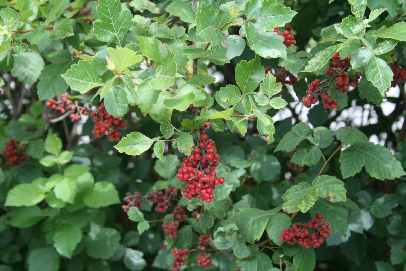 Canon EOS 400D (EOS Digital Rebel XTi / EOS Kiss Digital X) sample photo. Nature, berries, foliage photography