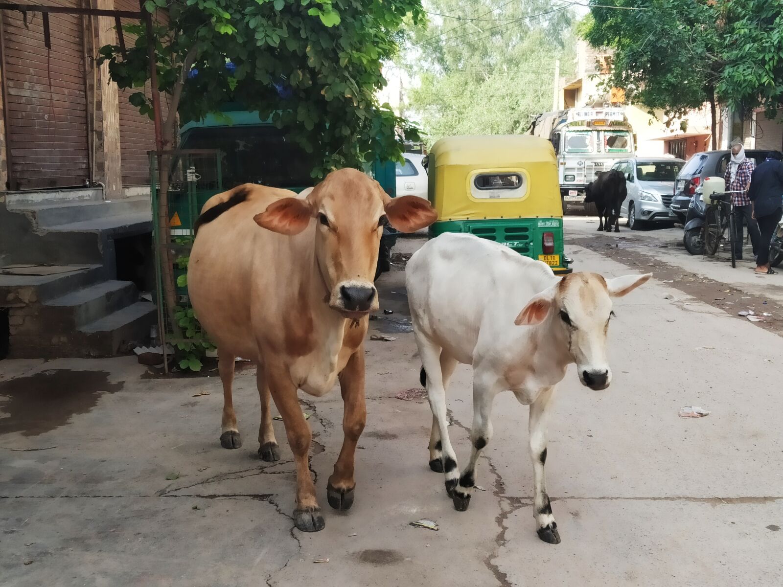 Xiaomi Redmi Note 7 sample photo. Cow, india cow, pooja photography