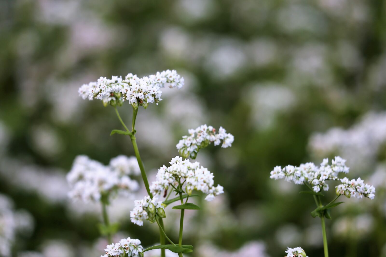 Canon EF 70-300 F4-5.6 IS II USM sample photo. Buckwheat, fagopyrum esculentum, white photography