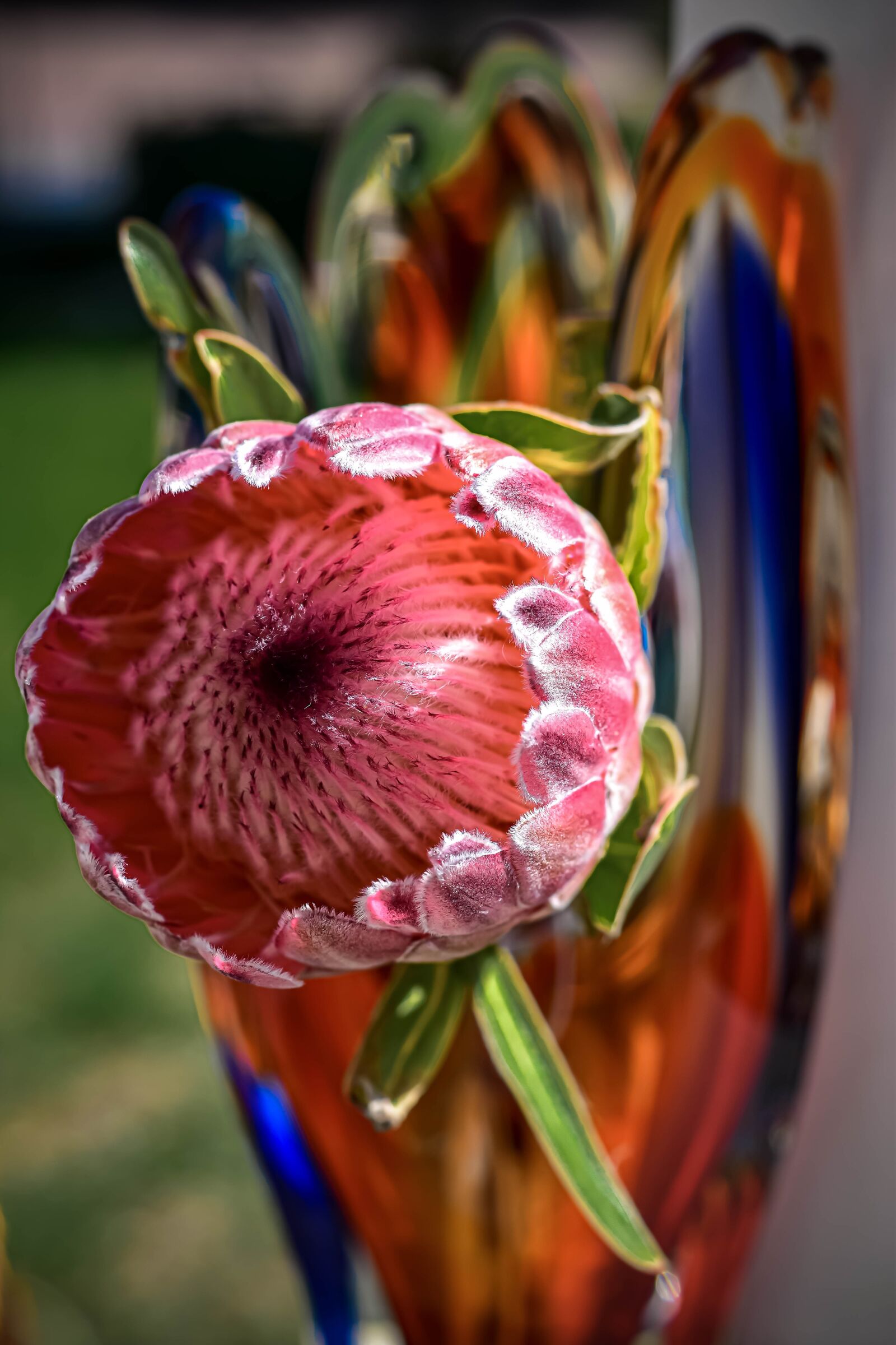 Nikon D5500 sample photo. Protea, flower, pink photography