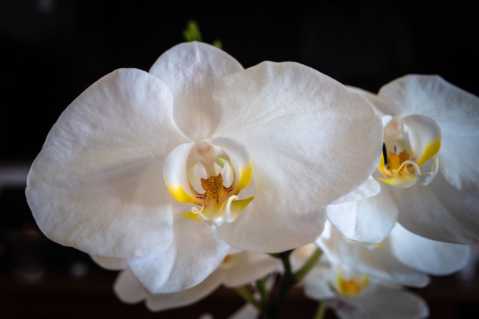 Panasonic Leica DG Summilux 25mm F1.4 II ASPH sample photo. Orchid, phalaenopsis, white photography