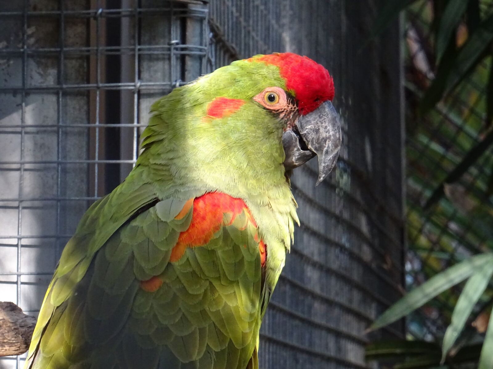 Sony DSC-HX60 sample photo. Parrot, bird, zoo photography