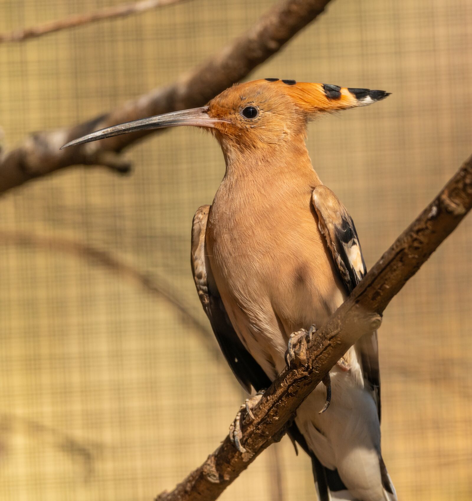 Nikon D850 sample photo. Dudek, bird, beak photography