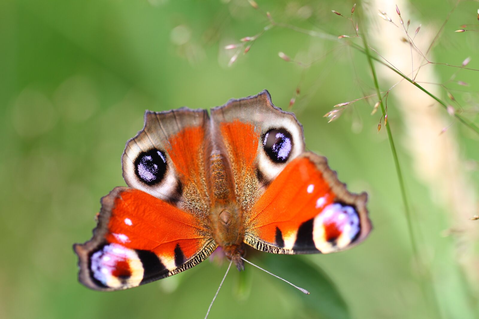 Canon EOS 7D sample photo. Butterfly, insect, insects photography