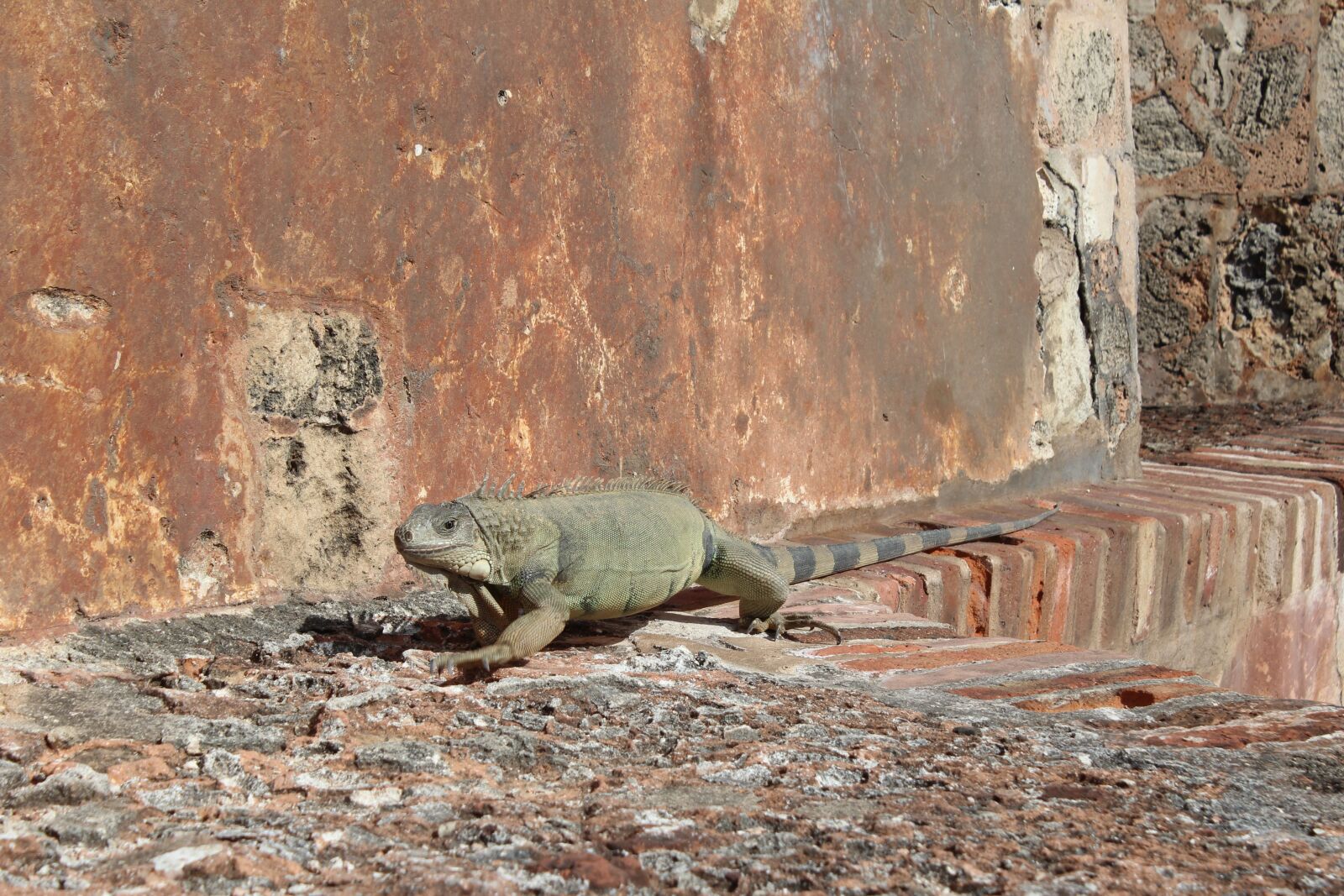 Canon EOS 600D (Rebel EOS T3i / EOS Kiss X5) sample photo. Lizard, dragon, reptile photography
