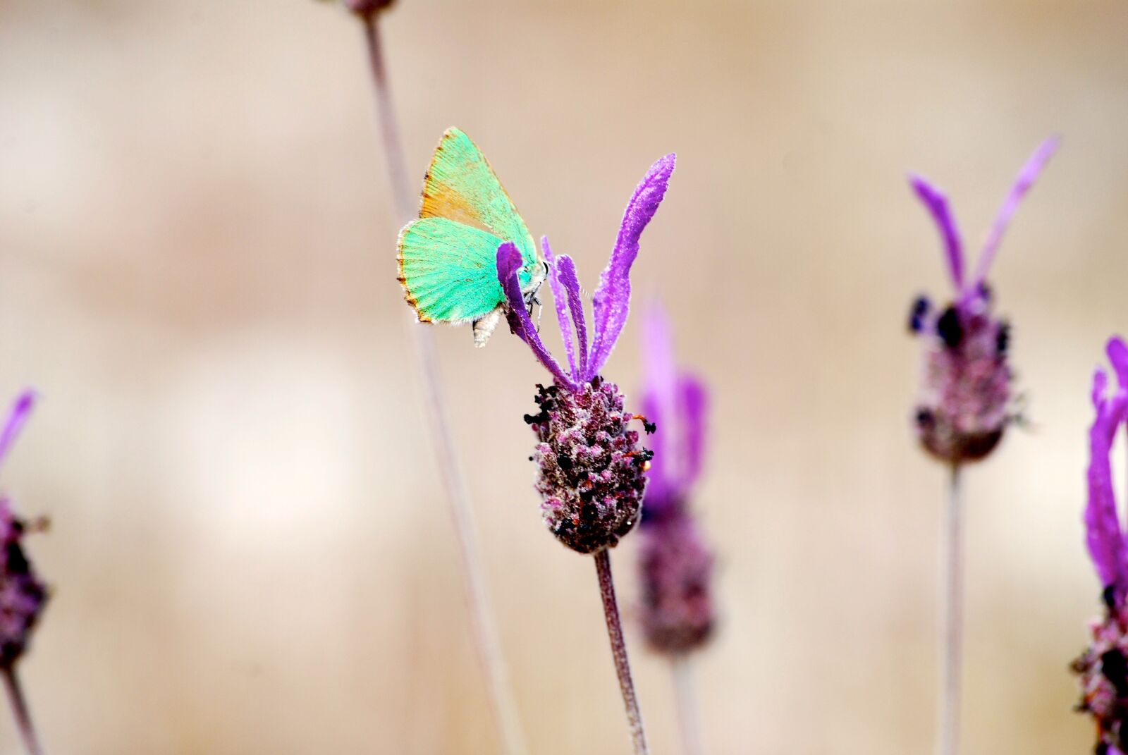Nikon D40X sample photo. Butterfly, flower, senegal photography