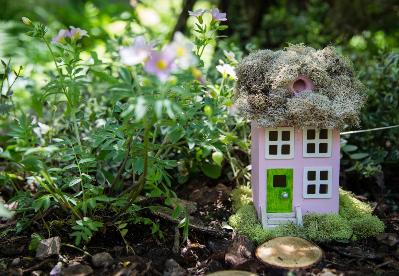 Canon EOS 6D + Canon EF 24-105mm F4L IS USM sample photo. Flower, garden, nature photography