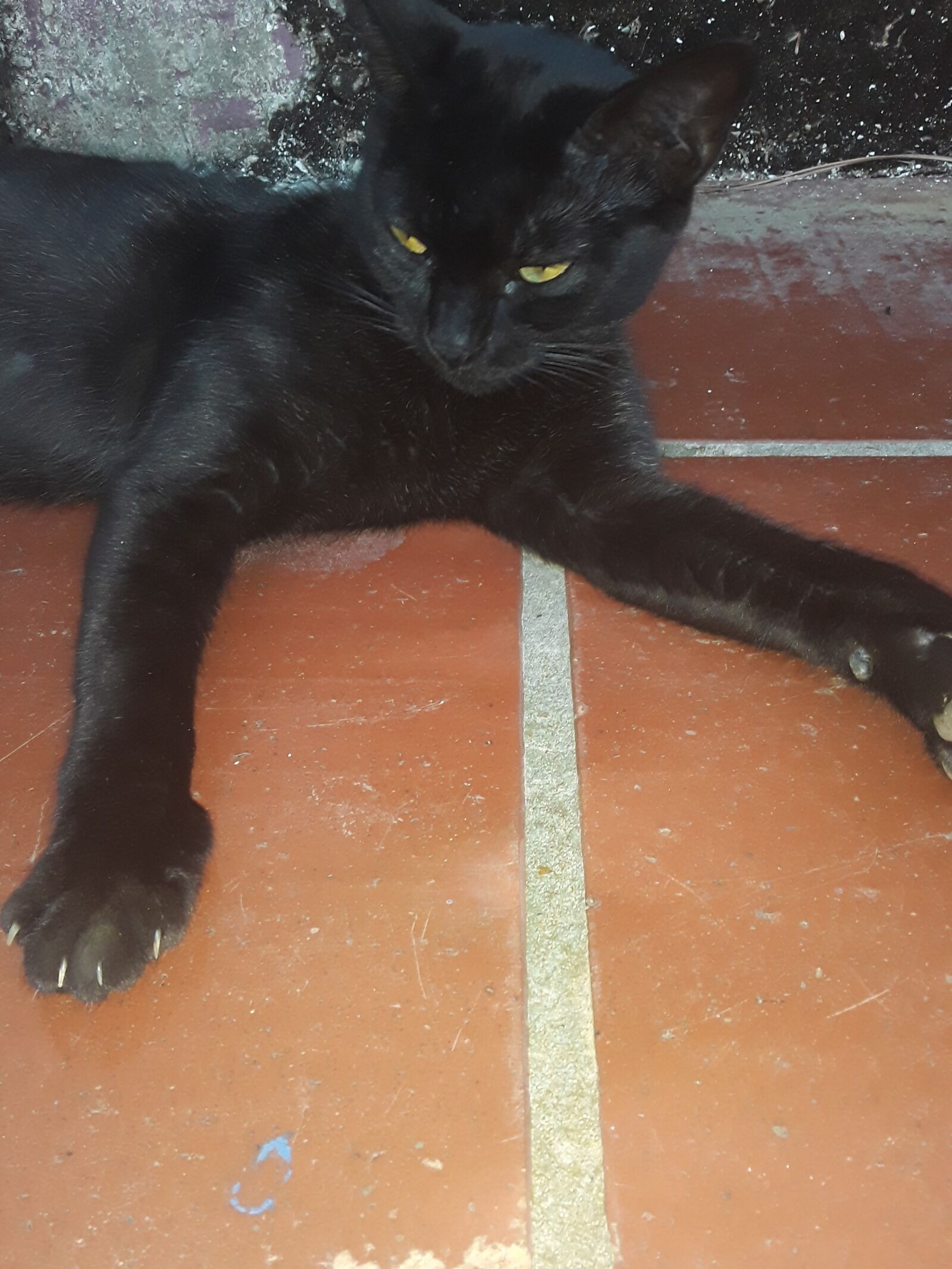 Samsung Galaxy J2 Core sample photo. Cat, side, eyes photography