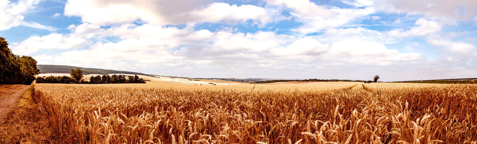 Sony SLT-A68 sample photo. Cereals, field, agriculture photography