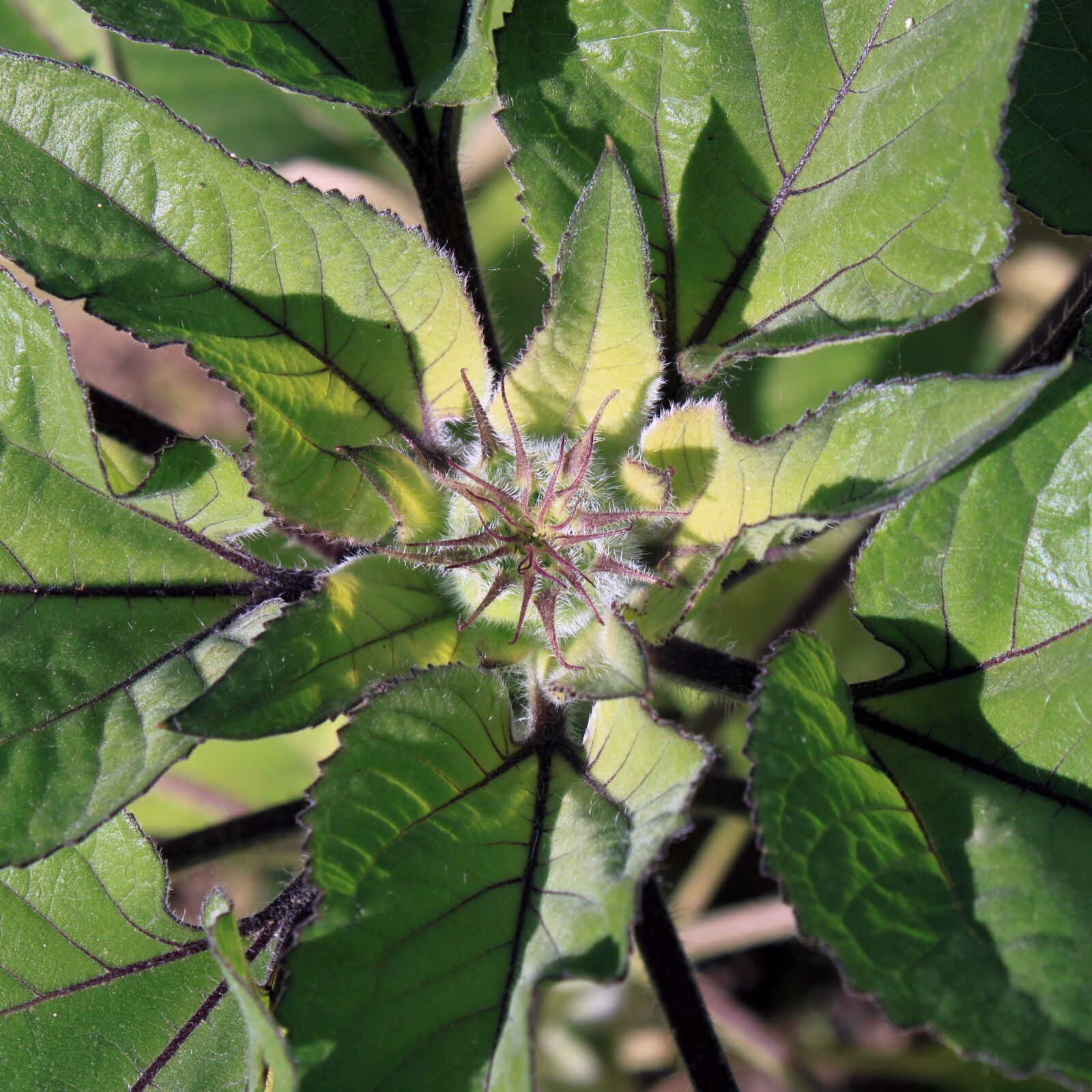 Canon EOS 500D (EOS Rebel T1i / EOS Kiss X3) sample photo. Leaves, leaf, sunflower photography