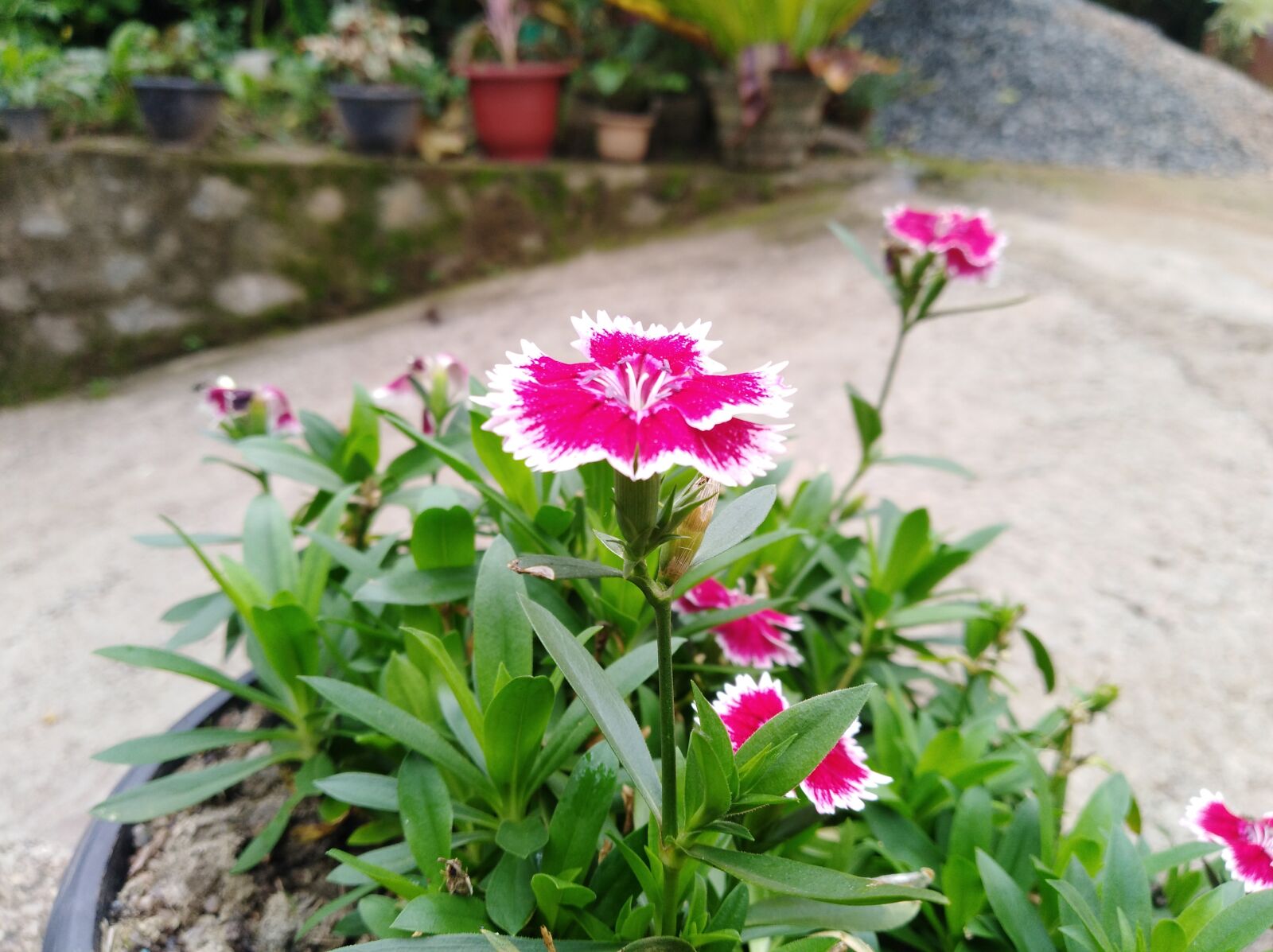 HUAWEI Y7 sample photo. Pink flower, flower, spring photography