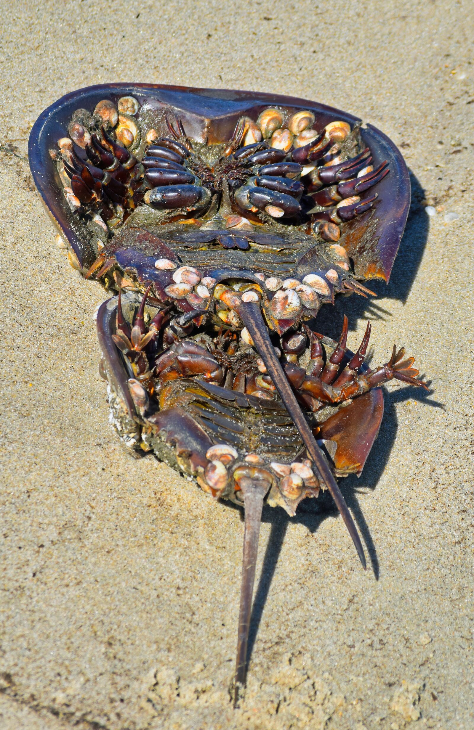 Nikon D3300 sample photo. Horseshoe, crab, mating photography