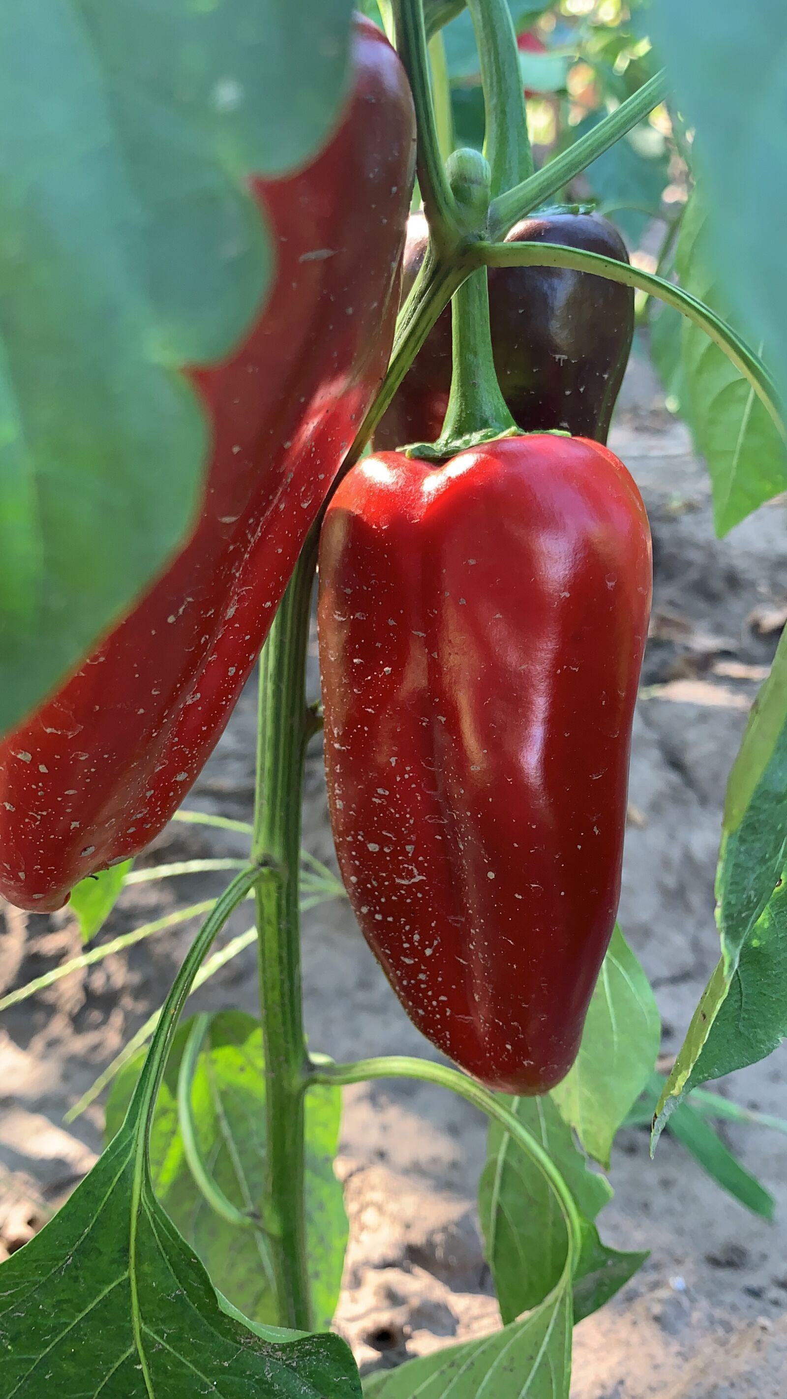 iPhone XR back camera 4.25mm f/1.8 sample photo. Vegetable garden, pepper, harvest photography