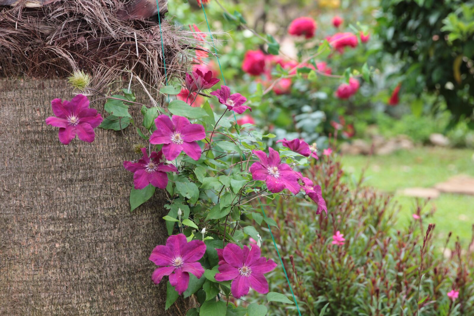 Canon EOS 550D (EOS Rebel T2i / EOS Kiss X4) sample photo. Clematis, are clematis, b photography