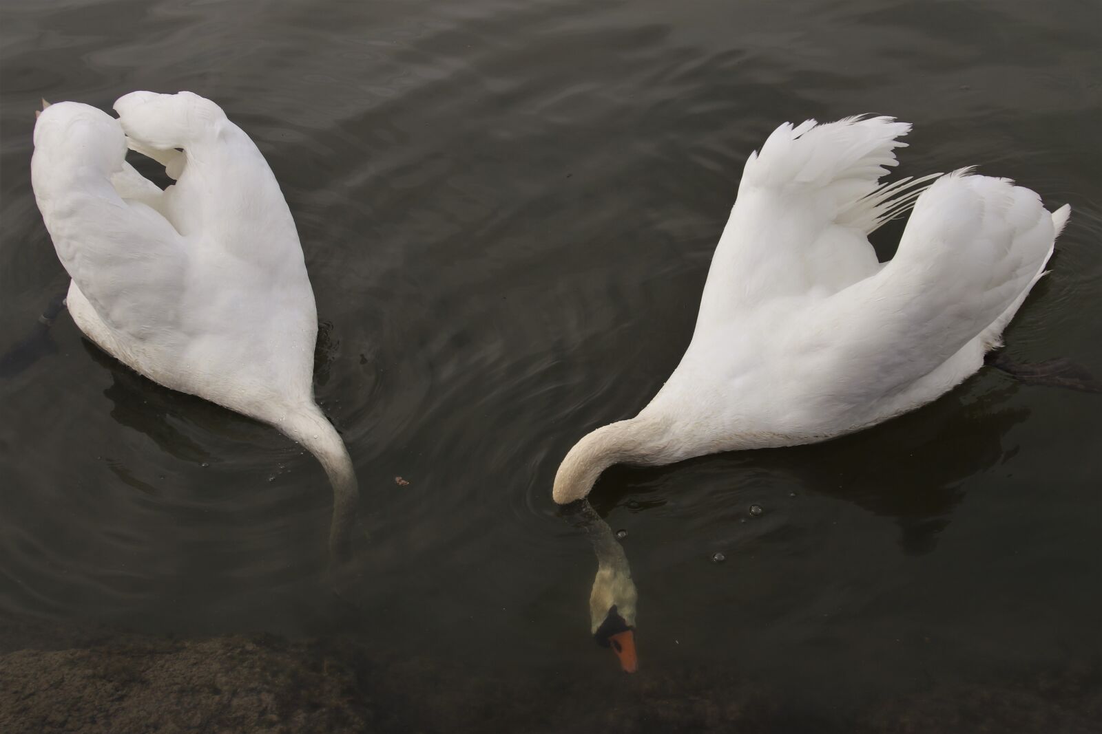 Canon EOS 80D sample photo. Swan, diving, two photography