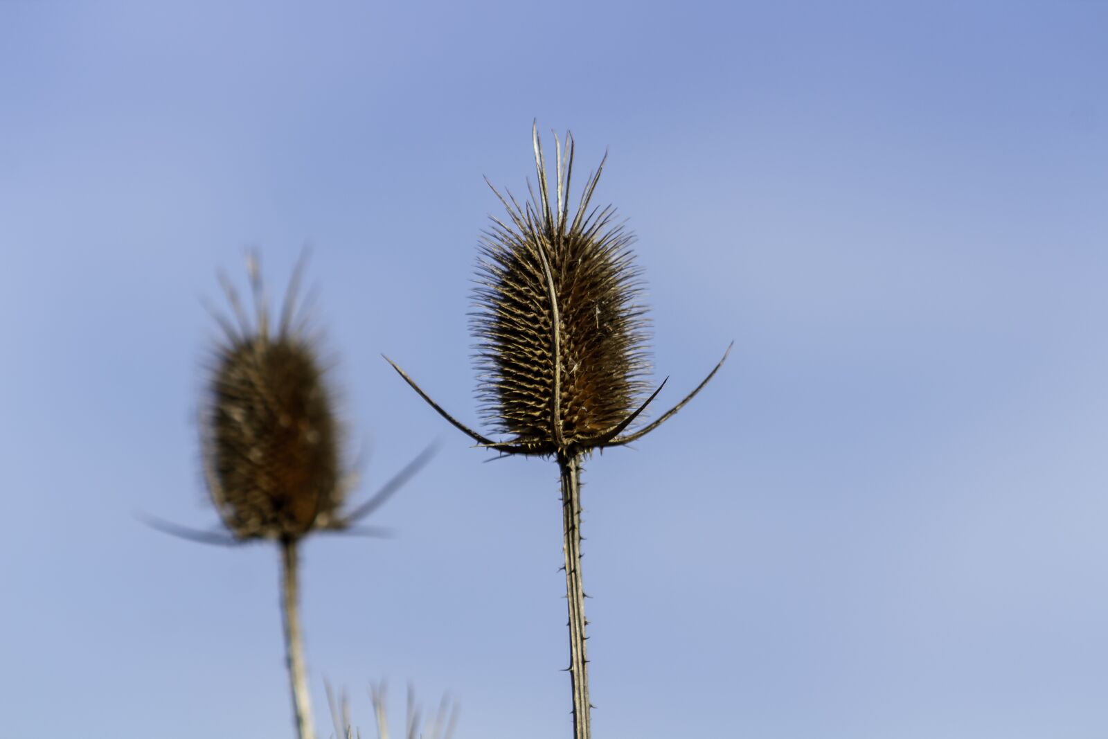 Canon EF75-300mm f/4-5.6 sample photo. Wildflower, stalk, szam rk photography
