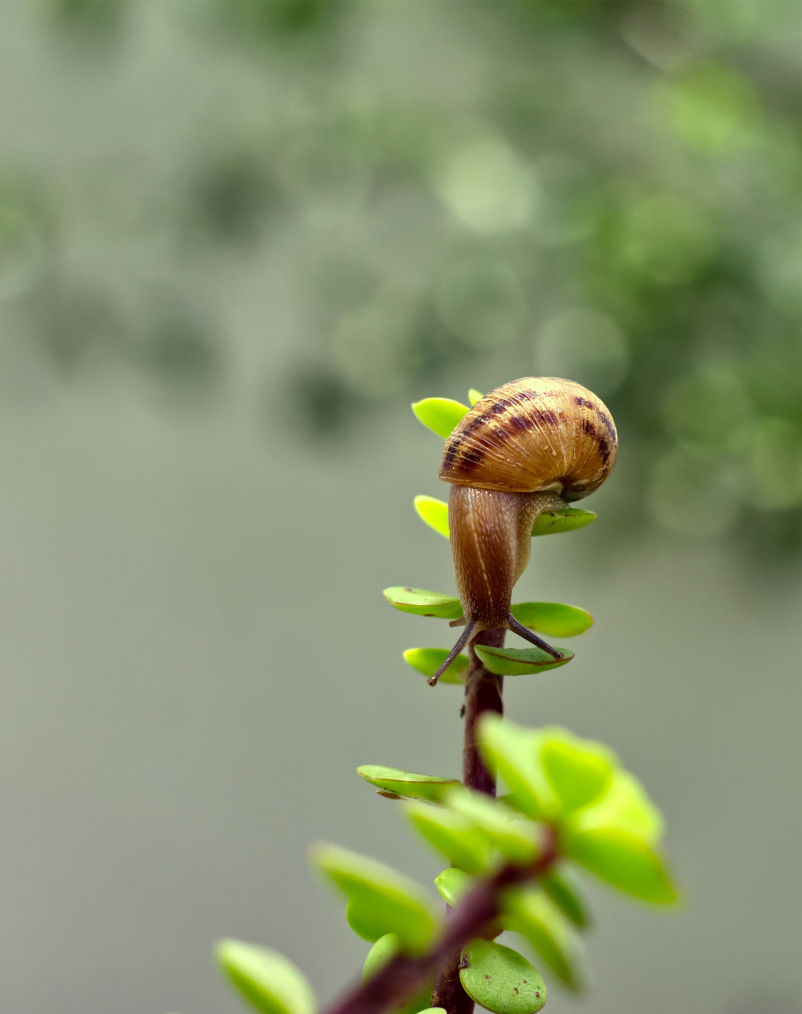Nikon D7200 sample photo. Caracol serie 2 photography