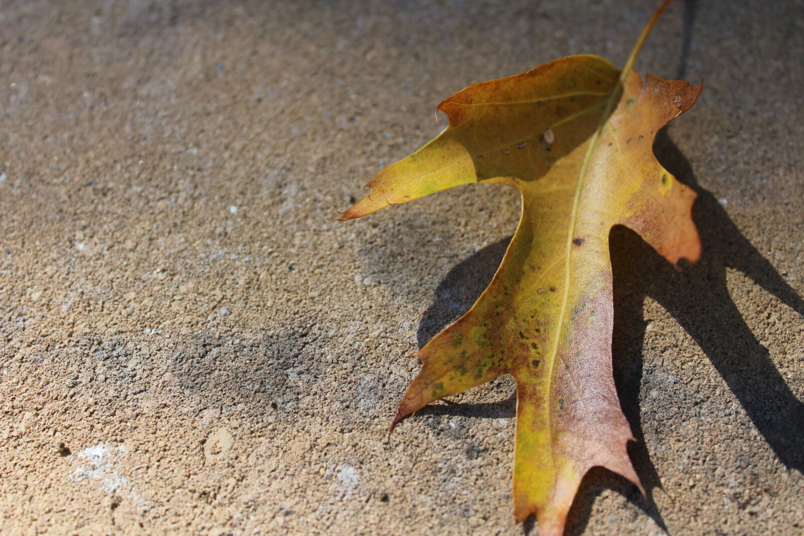 Canon EOS 1200D (EOS Rebel T5 / EOS Kiss X70 / EOS Hi) sample photo. Autumn, autumn, leaf, fall photography
