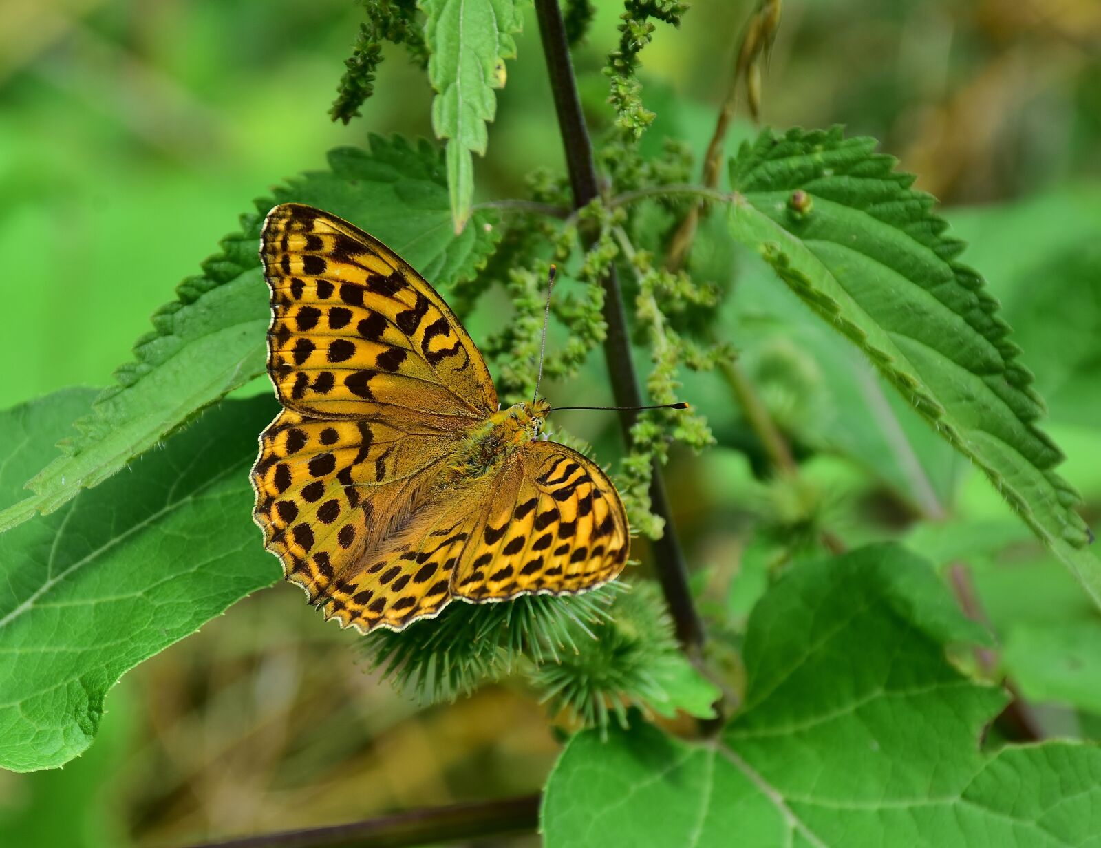 Nikon D7200 sample photo. Butterfly, fritillary, insect photography
