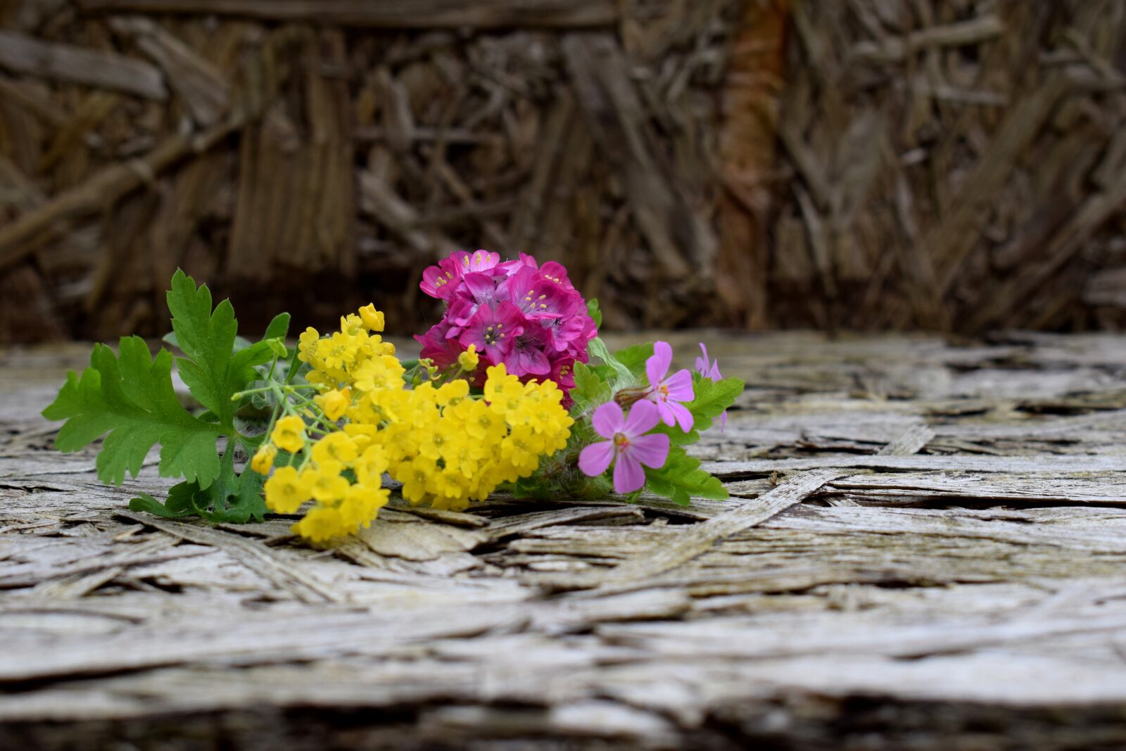 Nikon D3300 sample photo. Nature, plant, leaf photography
