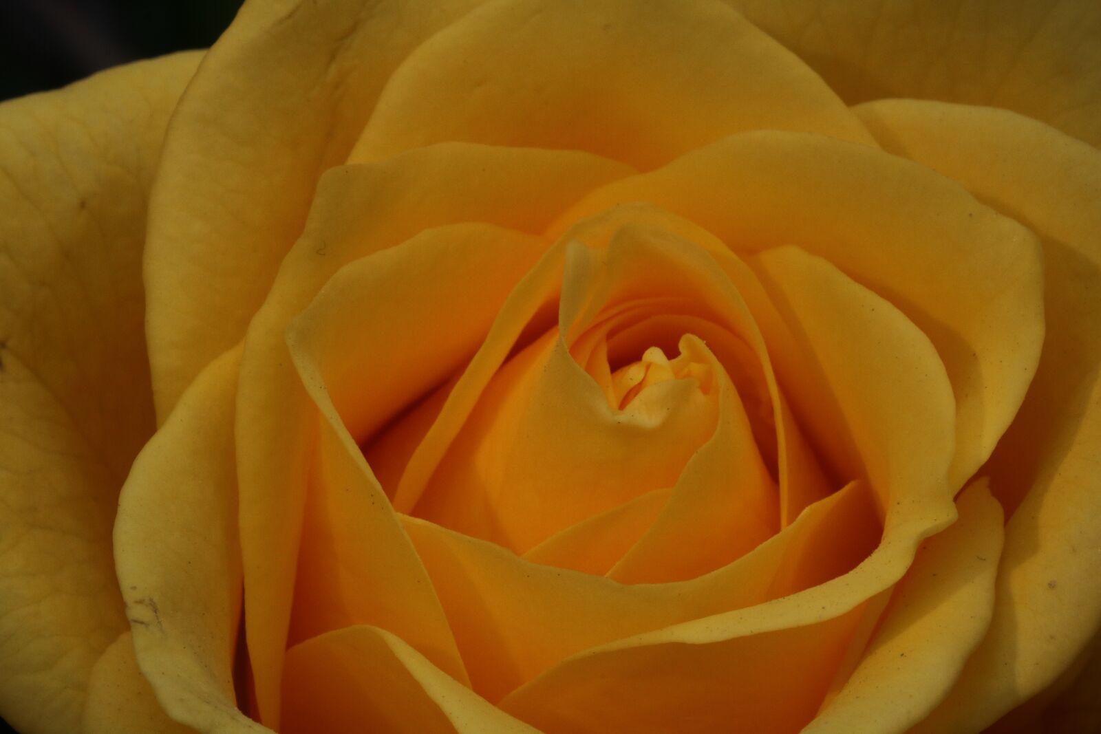 Canon EOS 750D (EOS Rebel T6i / EOS Kiss X8i) sample photo. Rose, rose festival, nature photography