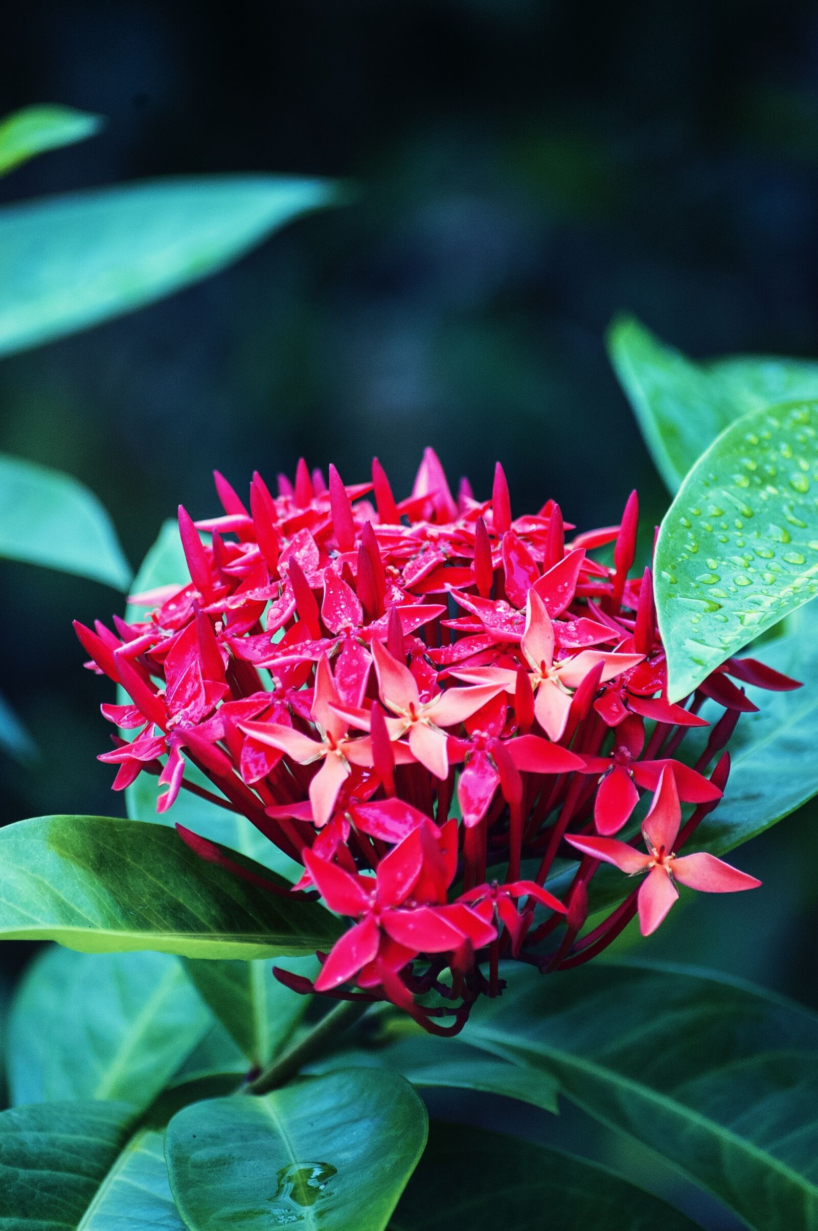 Nikon D40 sample photo. Red, tropical, flowers photography