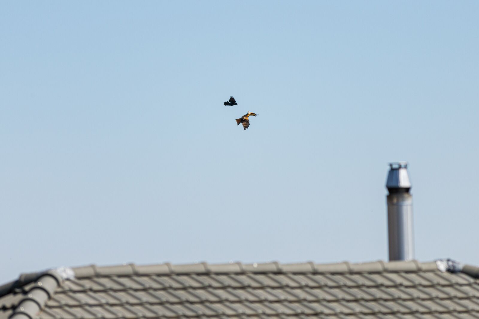 Canon EOS 6D Mark II sample photo. Air combat, crow, raptor photography