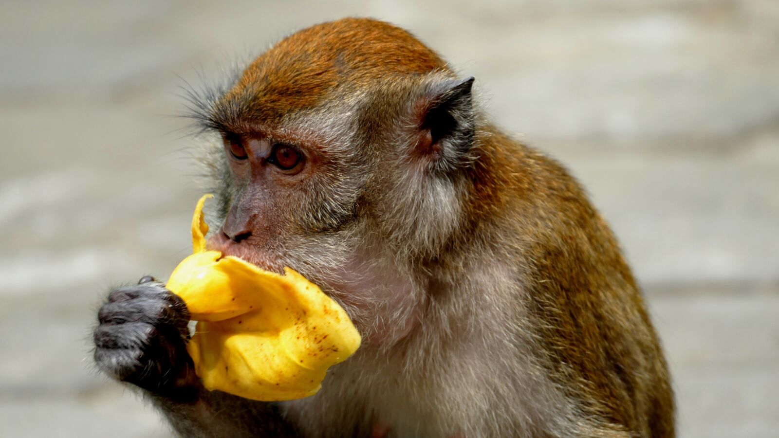 Panasonic Lumix DMC-FZ1000 sample photo. Makake, wild, monkey photography