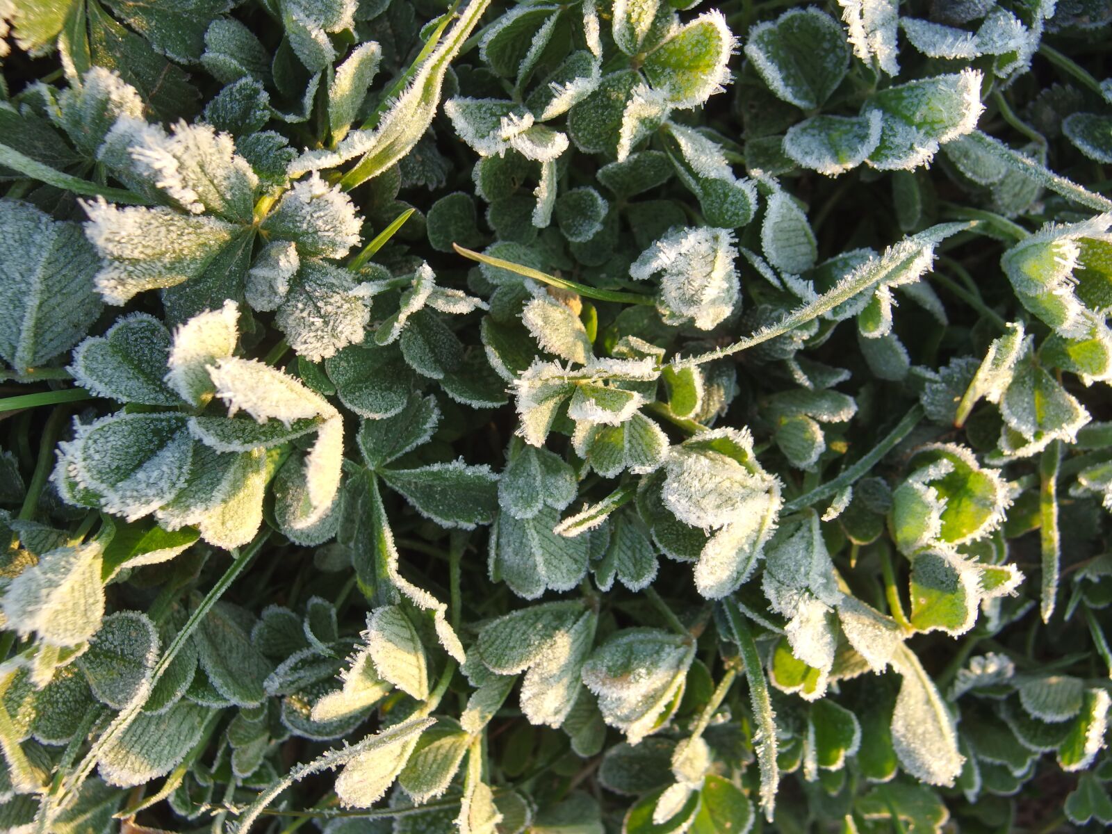 PENTAX RICOH IMAGING PENTAX MX-1 sample photo. Crystal formation, ripe, ice photography