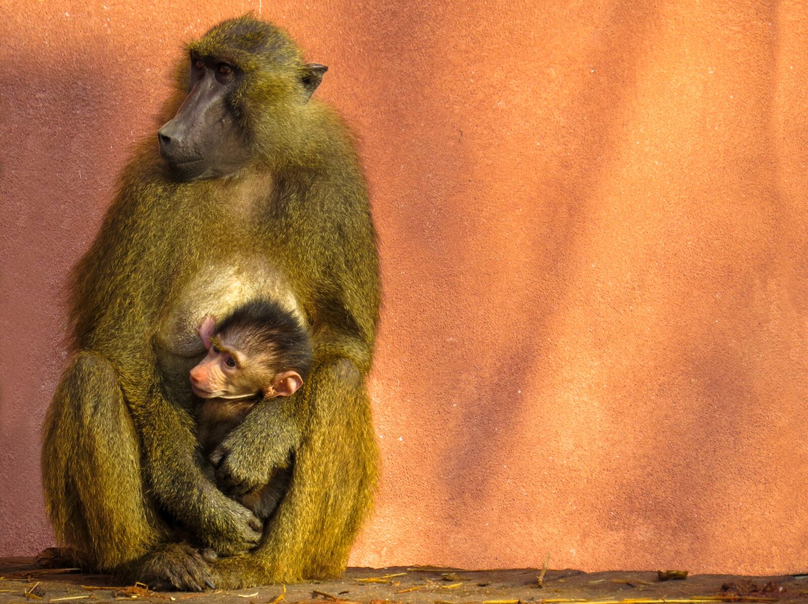 Canon PowerShot SX50 HS sample photo. Animal, ape, baboon photography