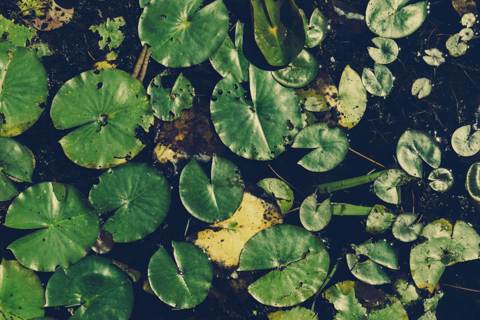 Sony a7 II + Sony FE 28-70mm F3.5-5.6 OSS sample photo. Lily, nature, plant photography