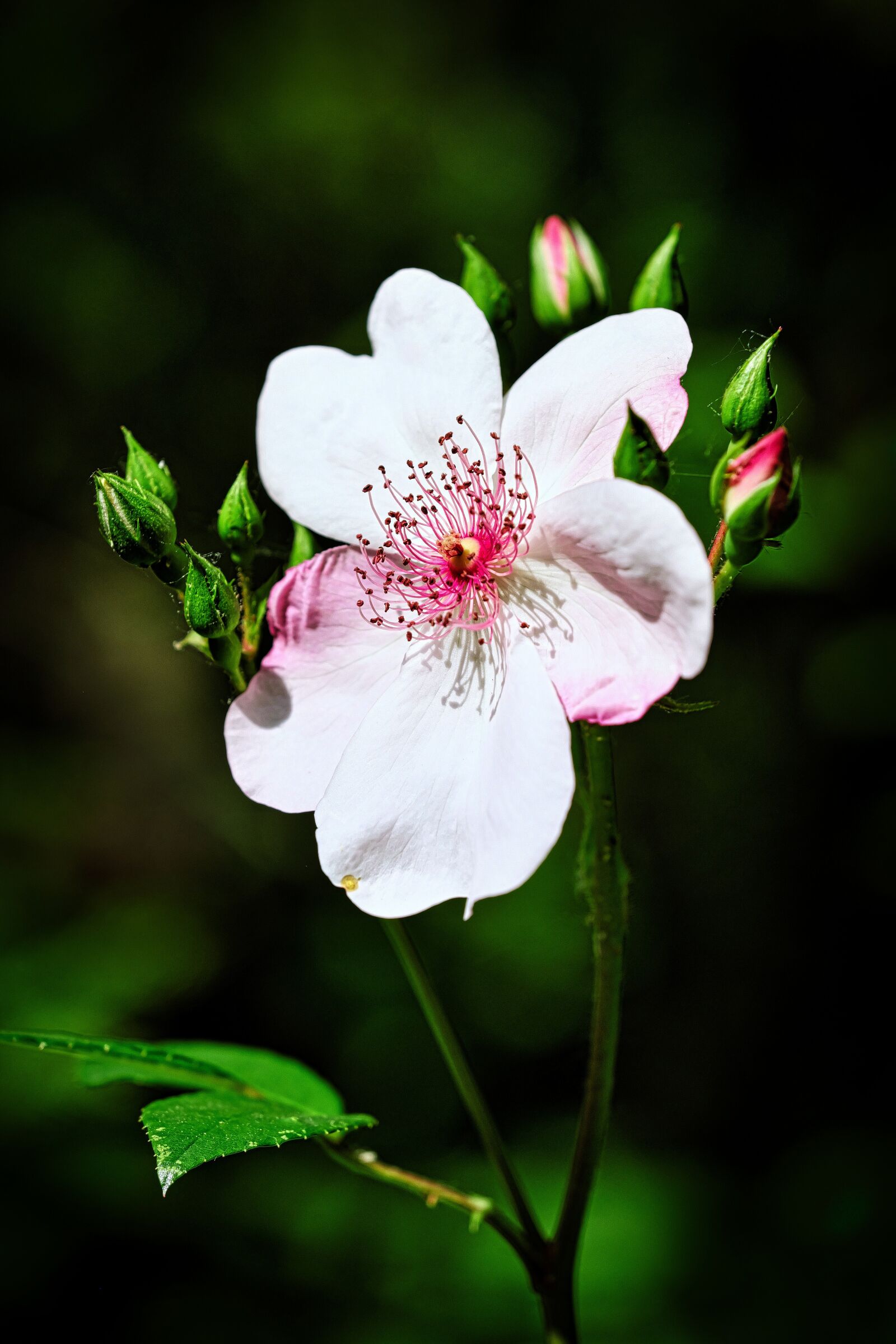 Fujifilm X-T2 + Fujifilm XF 80mm F2.8 R LM OIS WR Macro sample photo. Flower, nature, pink photography