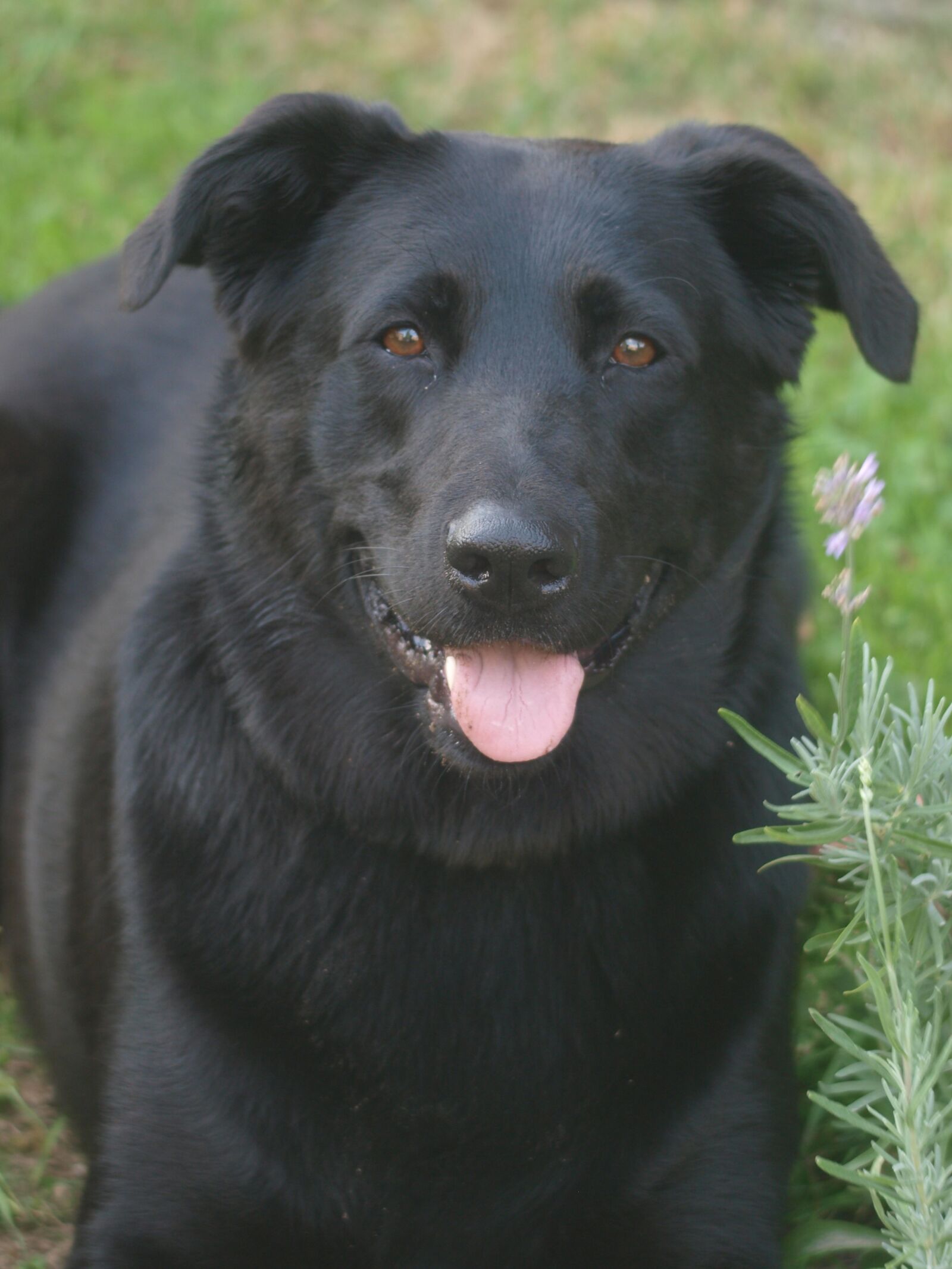 Olympus E-3 sample photo. Besi, dog, mixed breed photography