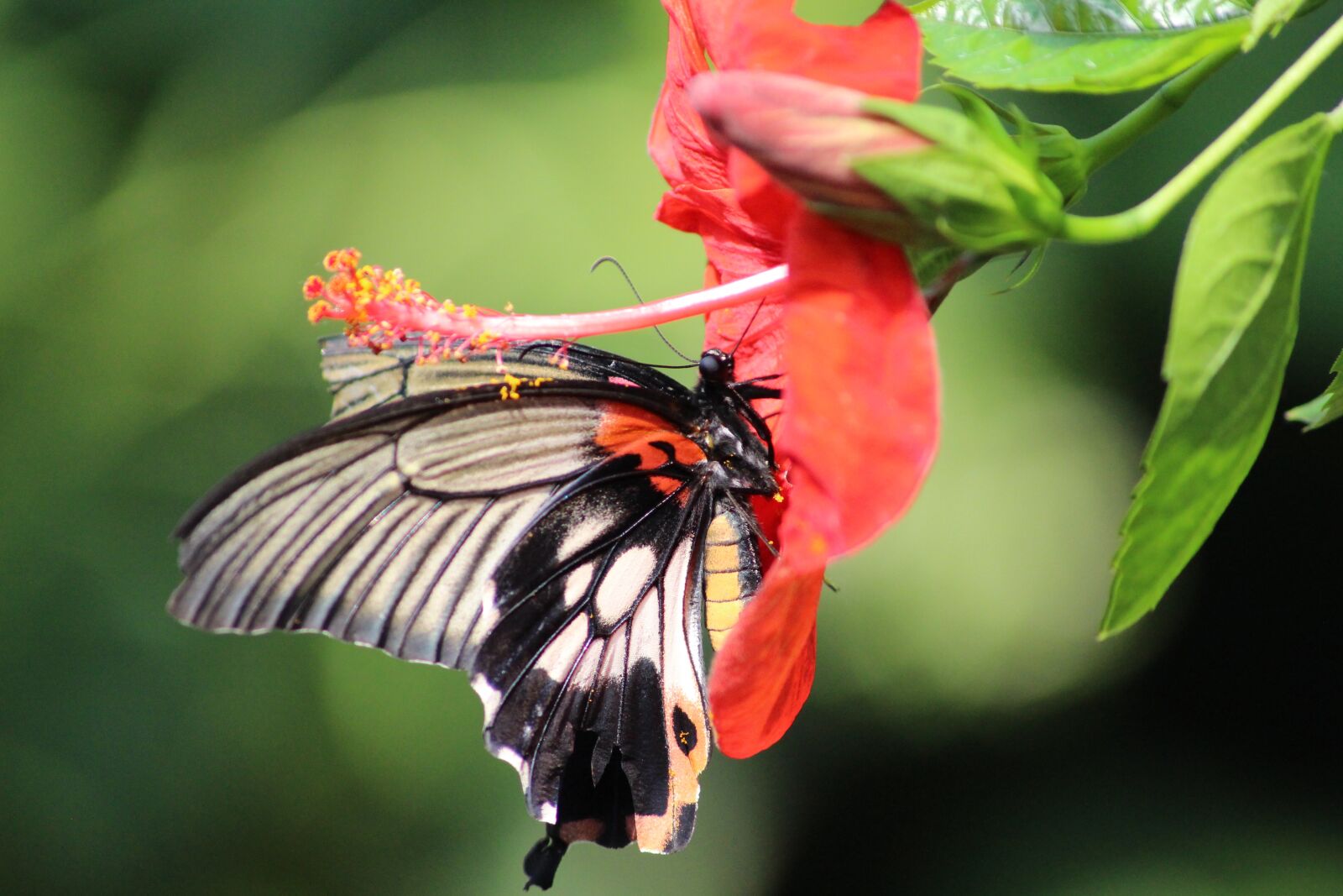 Canon EOS 700D (EOS Rebel T5i / EOS Kiss X7i) sample photo. Butterfly, nature, insect photography